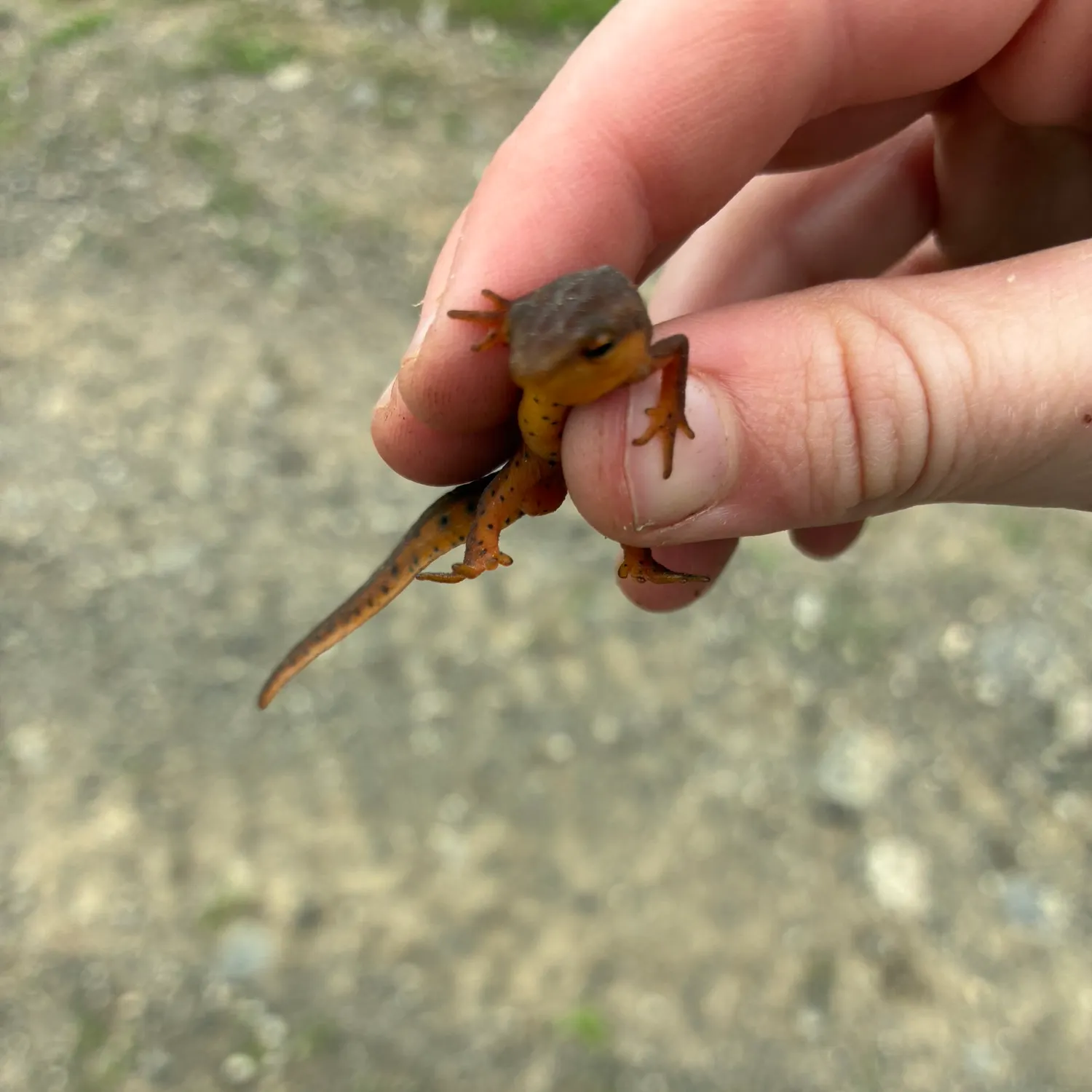 The most recent Green frog catches on Fishbrain
