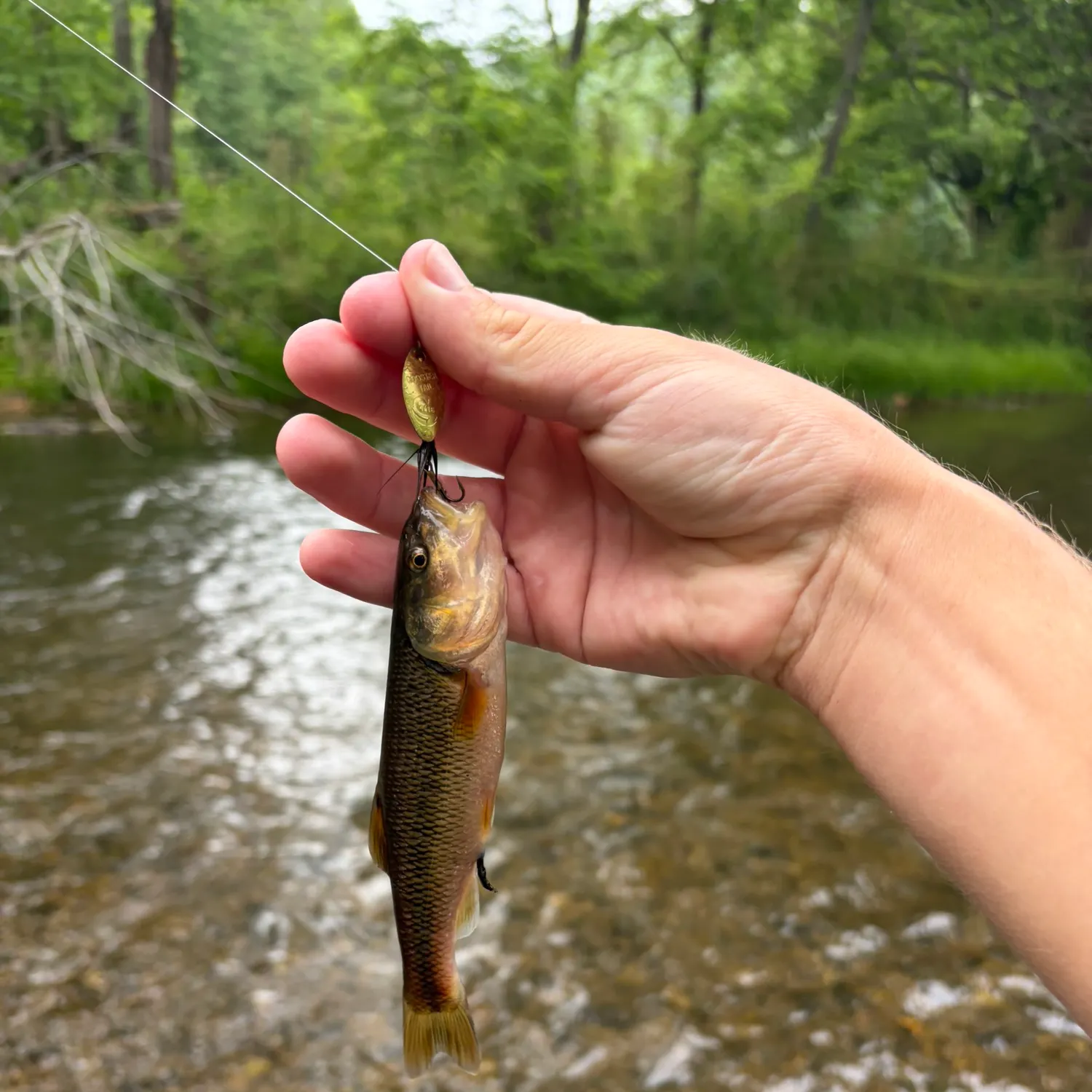 The most recent Bigmouth chub catches on Fishbrain