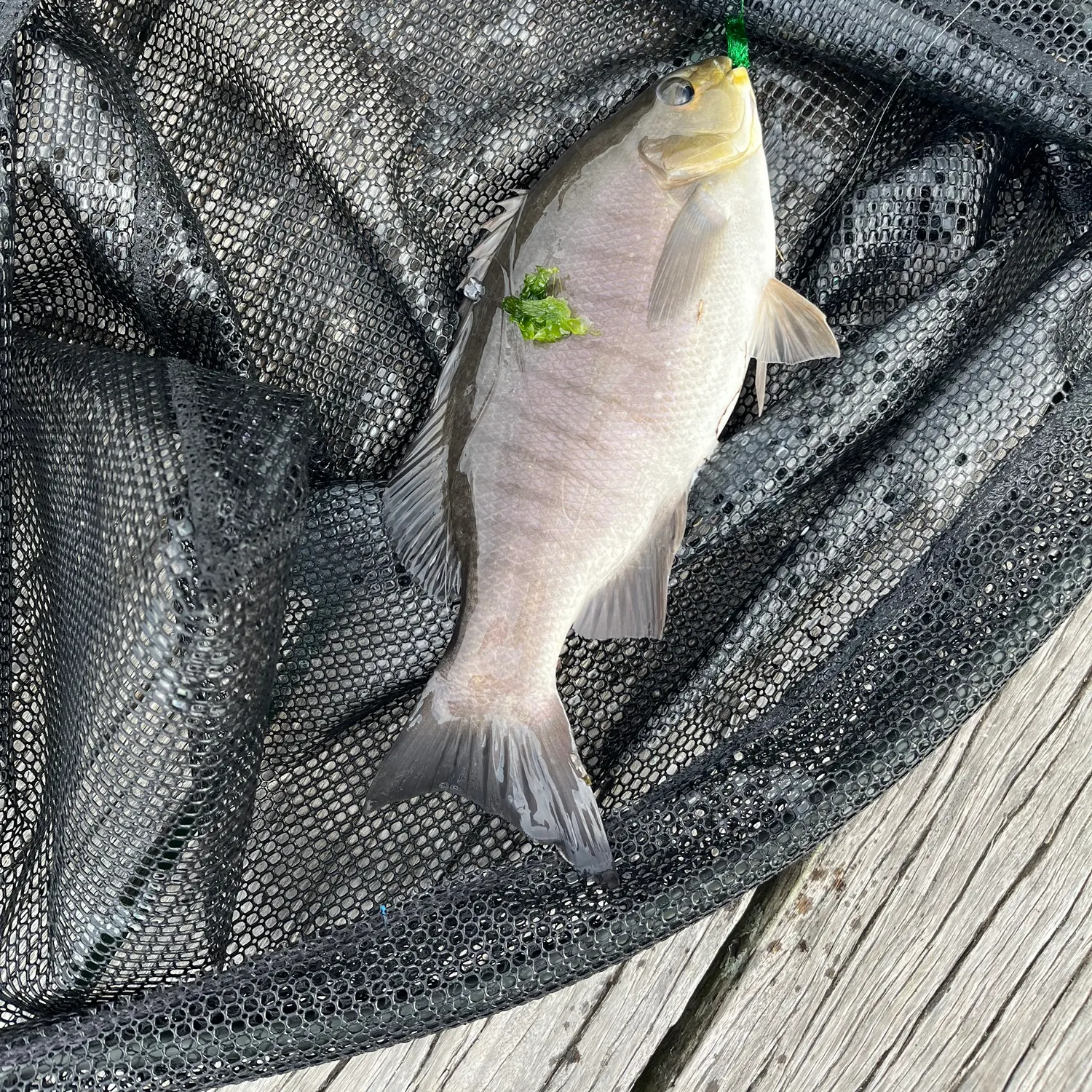 Luderick caught on Fishbrain