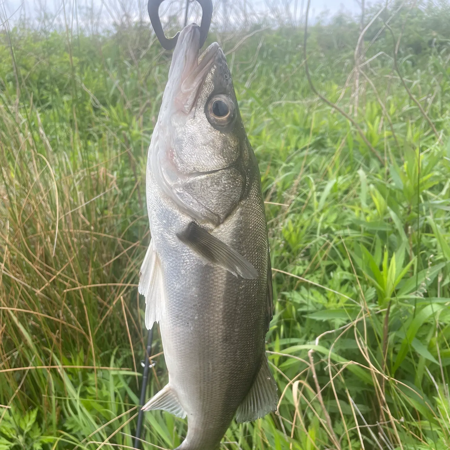 The most recent Japanese seabass catches on Fishbrain