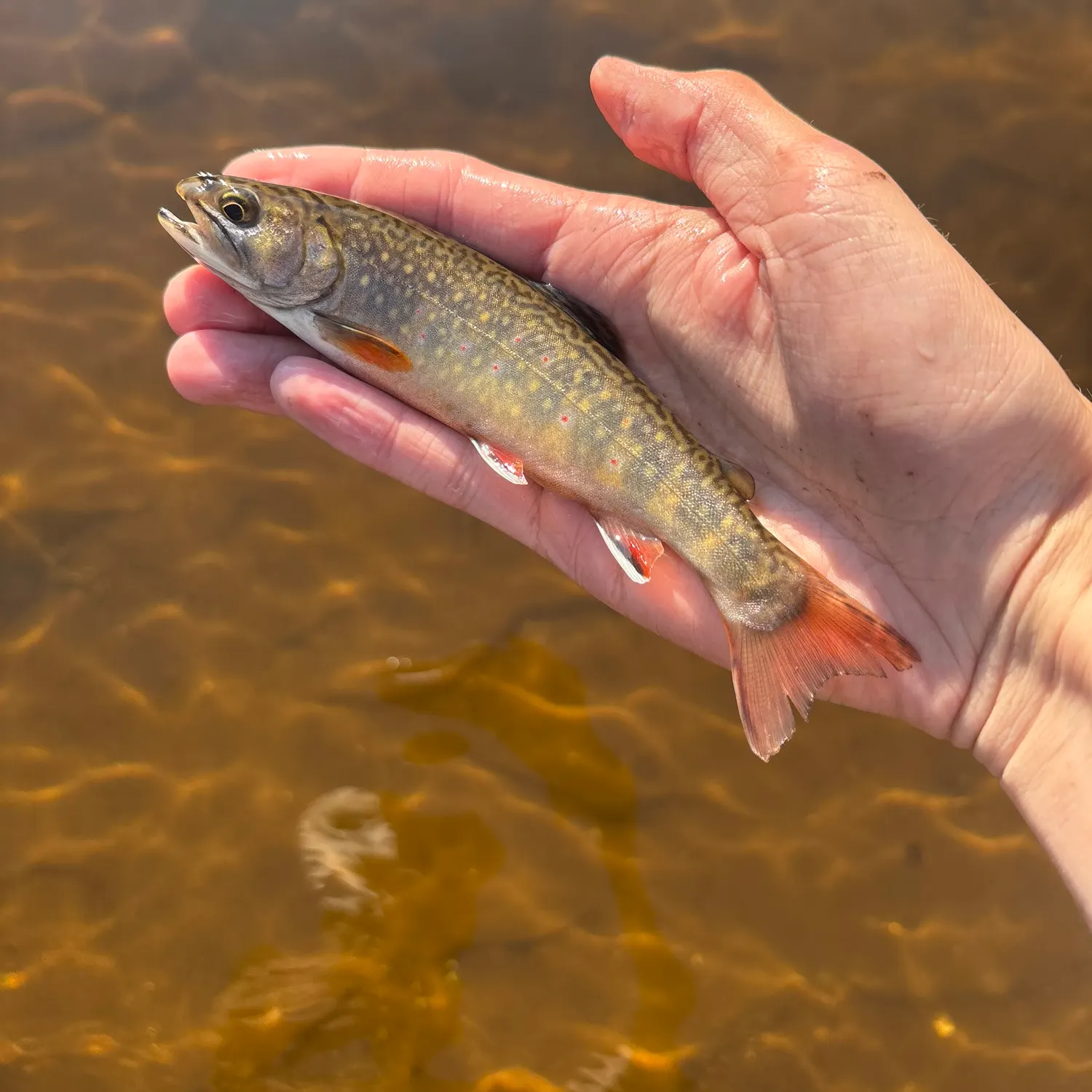 The most recent Brook trout catches on Fishbrain