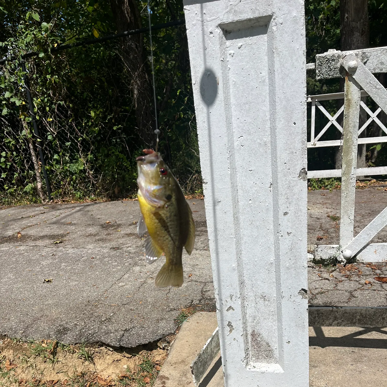 Rock bass caught on Fishbrain