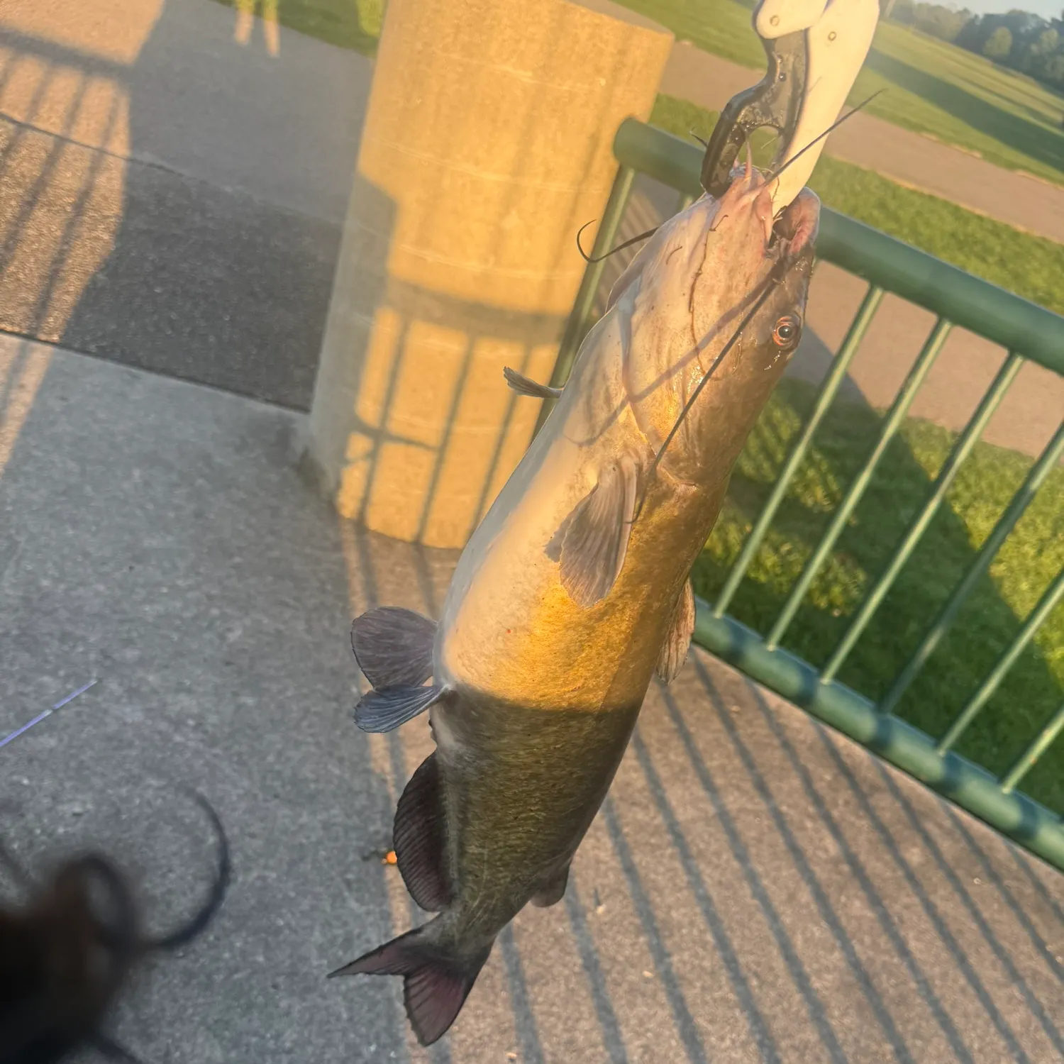 Channel catfish caught on Fishbrain
