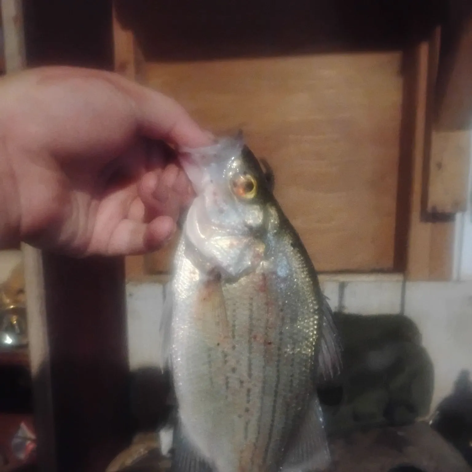 White bass caught on Fishbrain