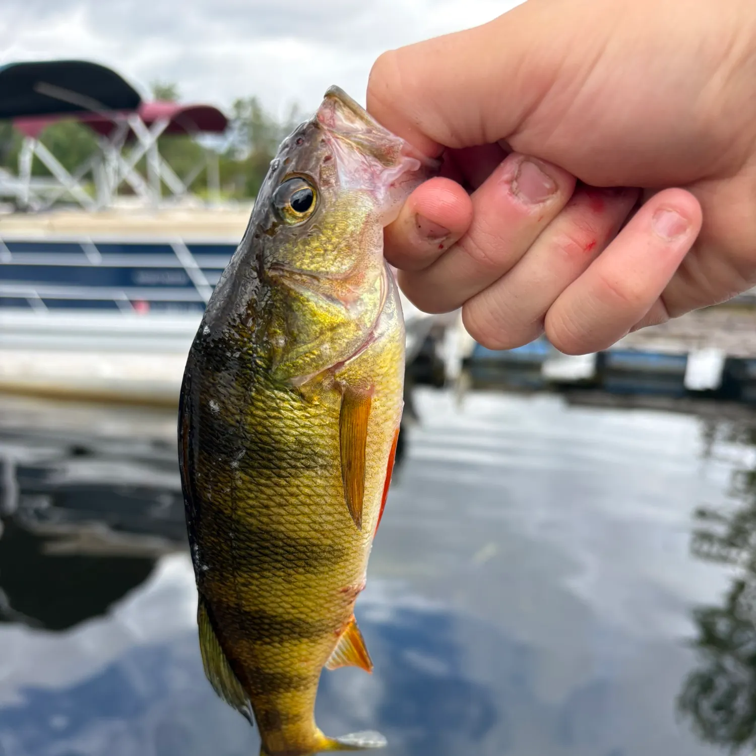 Yellow perch caught on Fishbrain