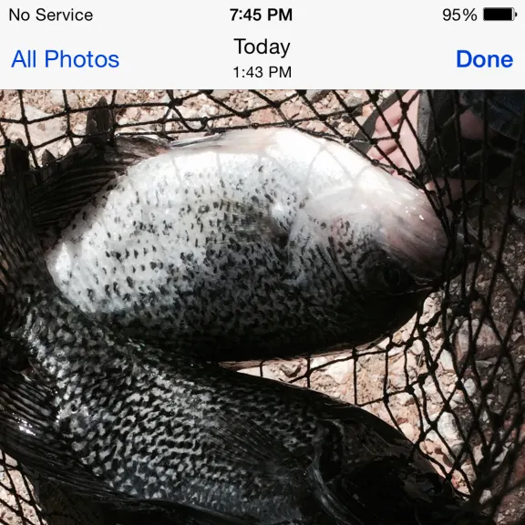recently logged catches