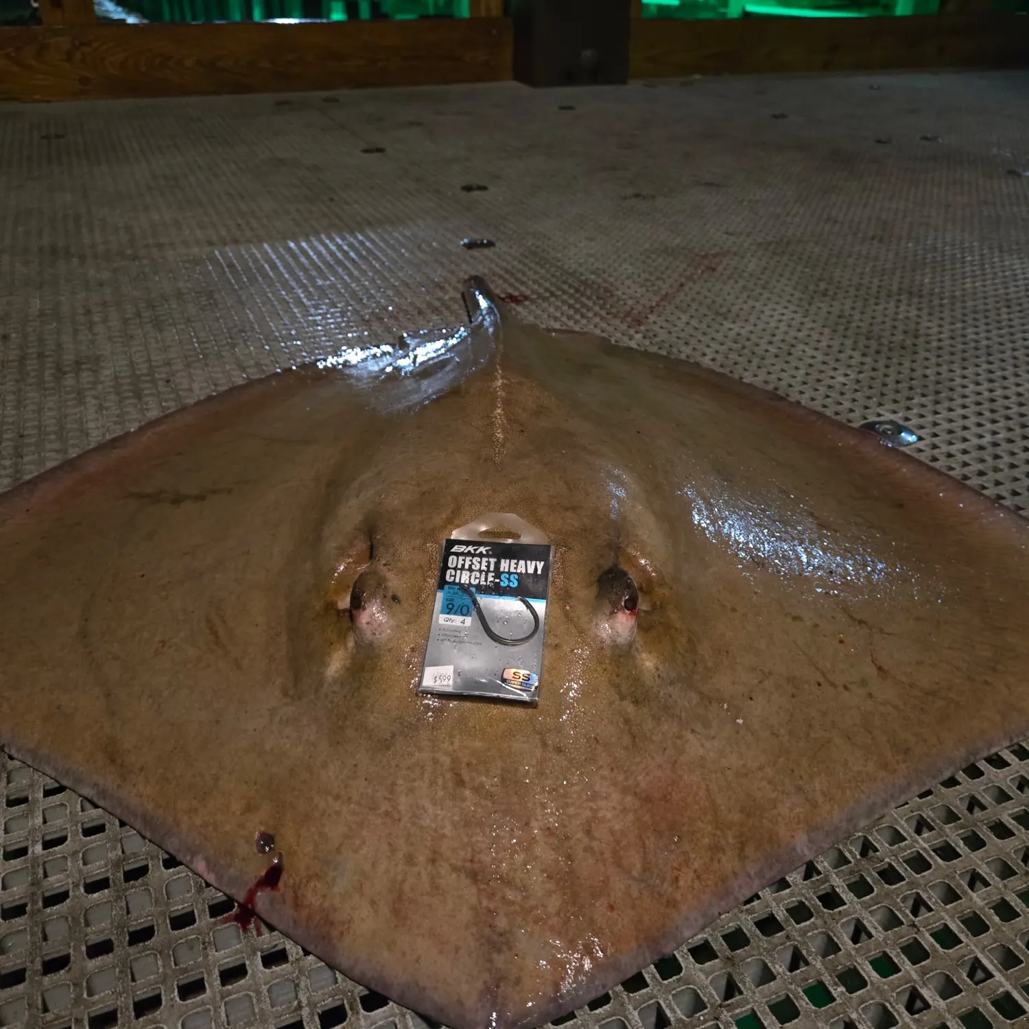 The most recent Roughtail stingray catches on Fishbrain