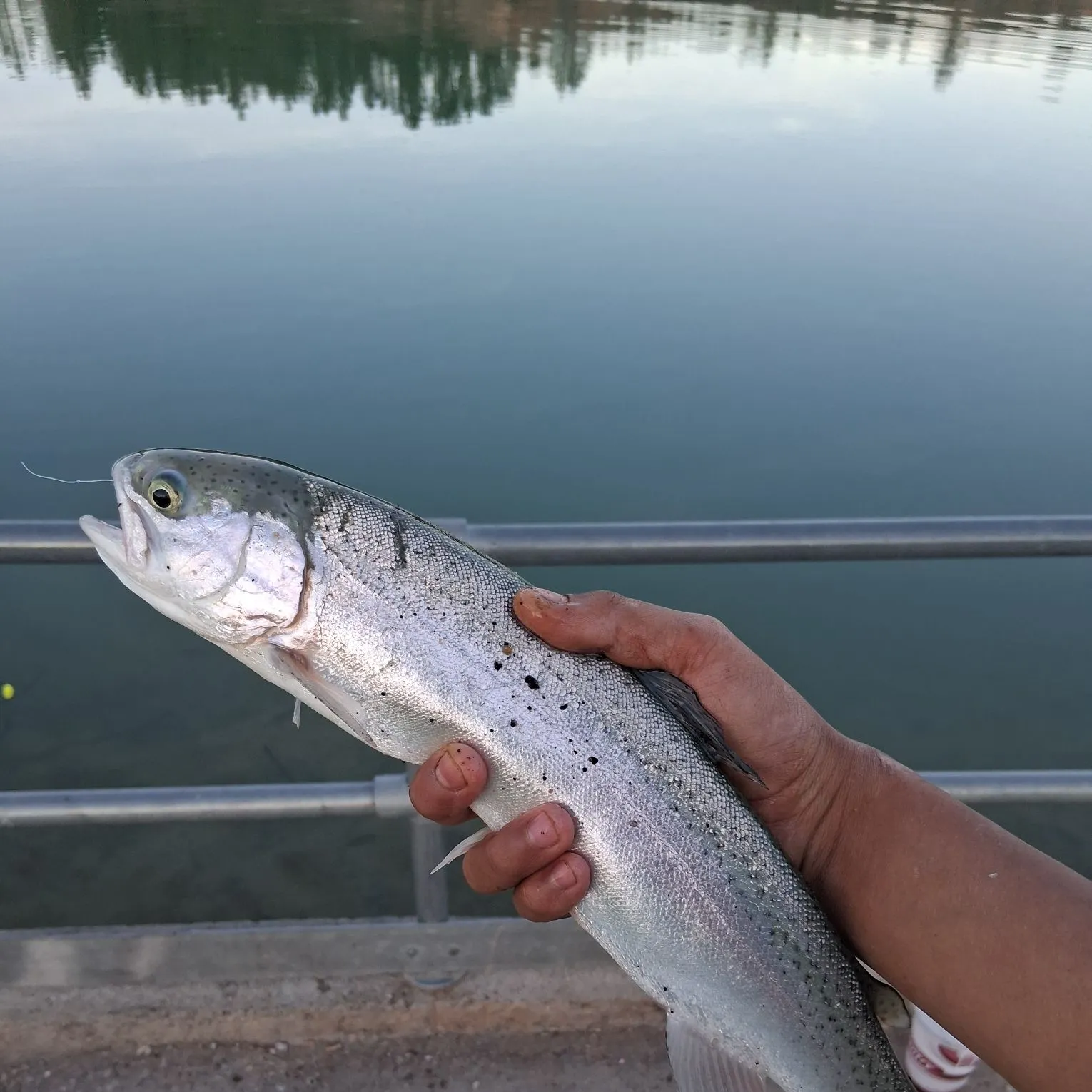The most recent Rainbow trout catches on Fishbrain