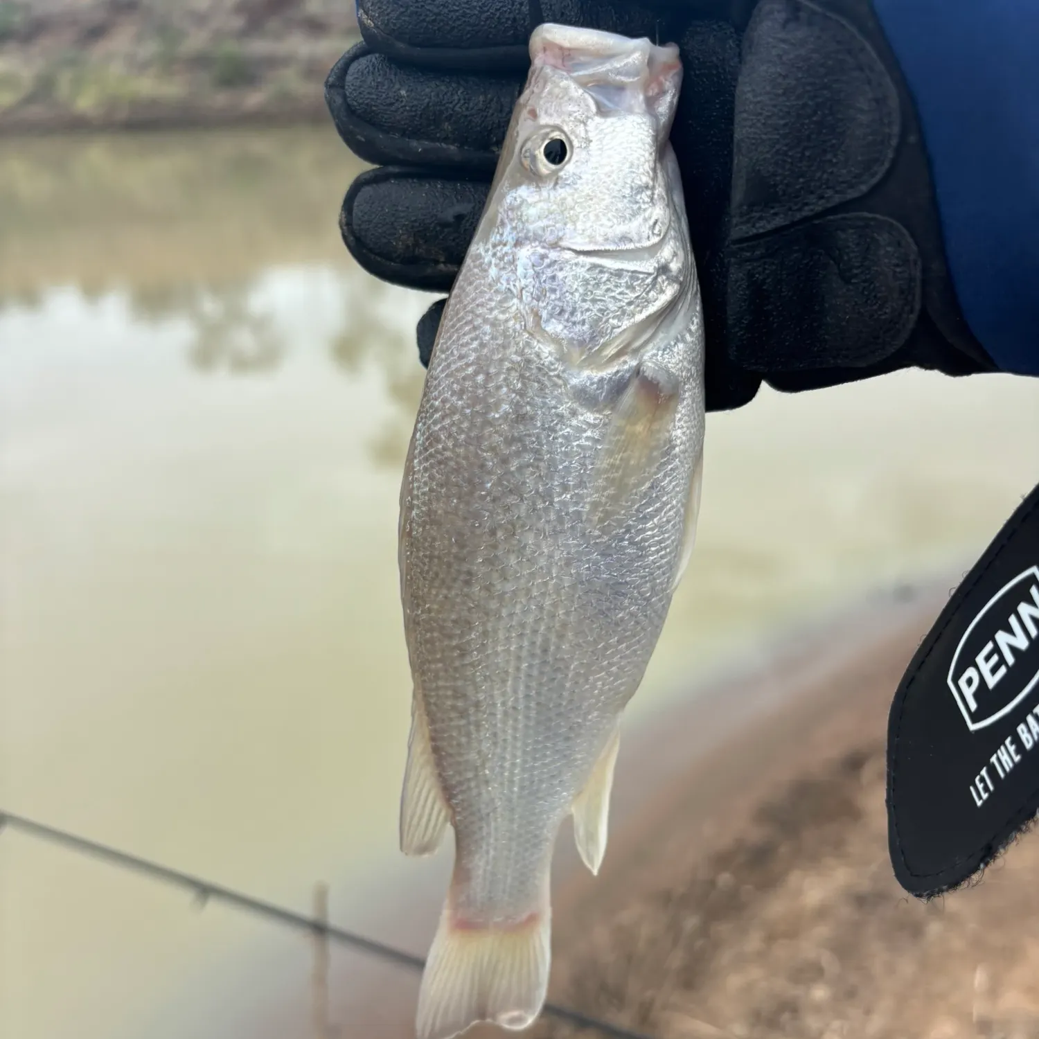 The most recent Spangled perch catches on Fishbrain