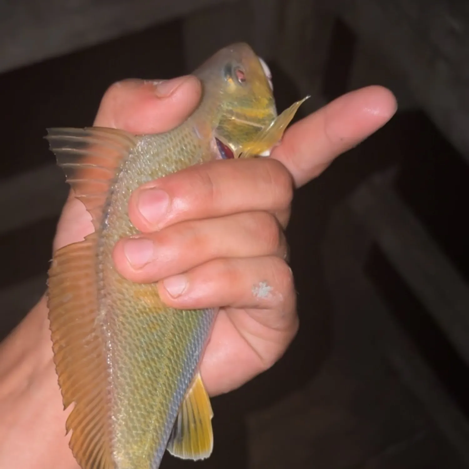 The most recent Whitemouth croaker catches on Fishbrain