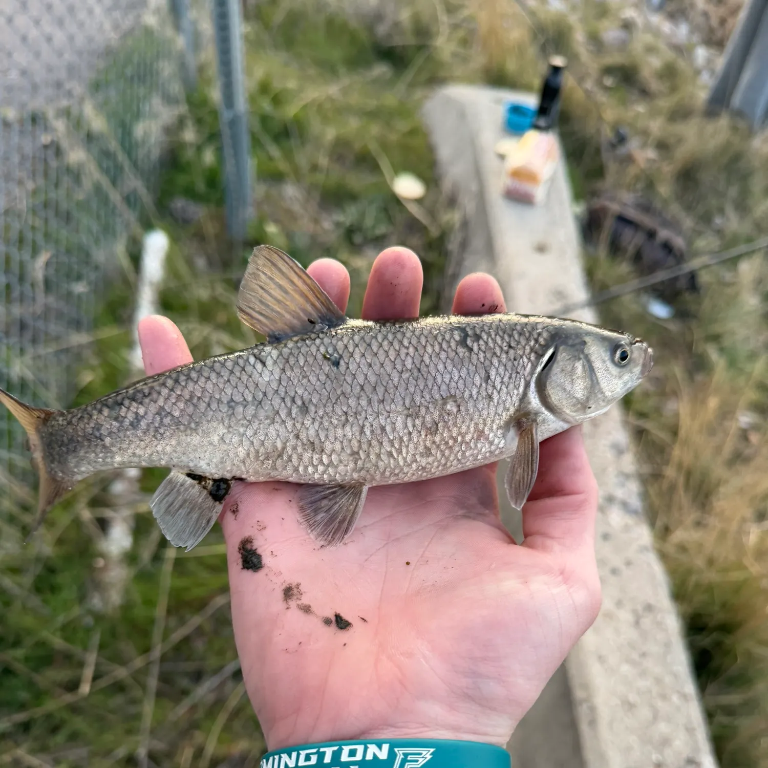 The most recent Utah chub catches on Fishbrain