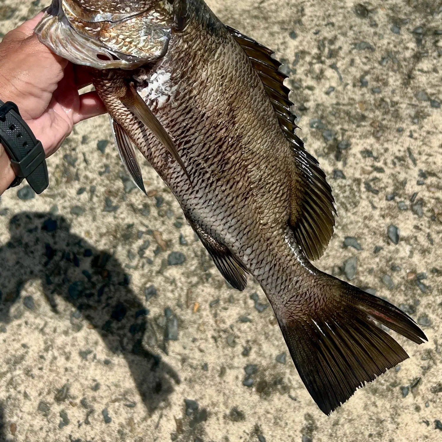 recently logged catches