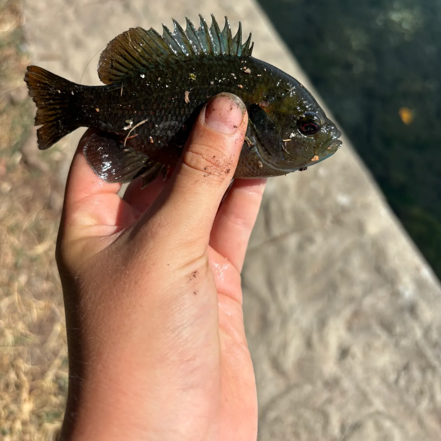 The most recent Orangespotted sunfish catches on Fishbrain