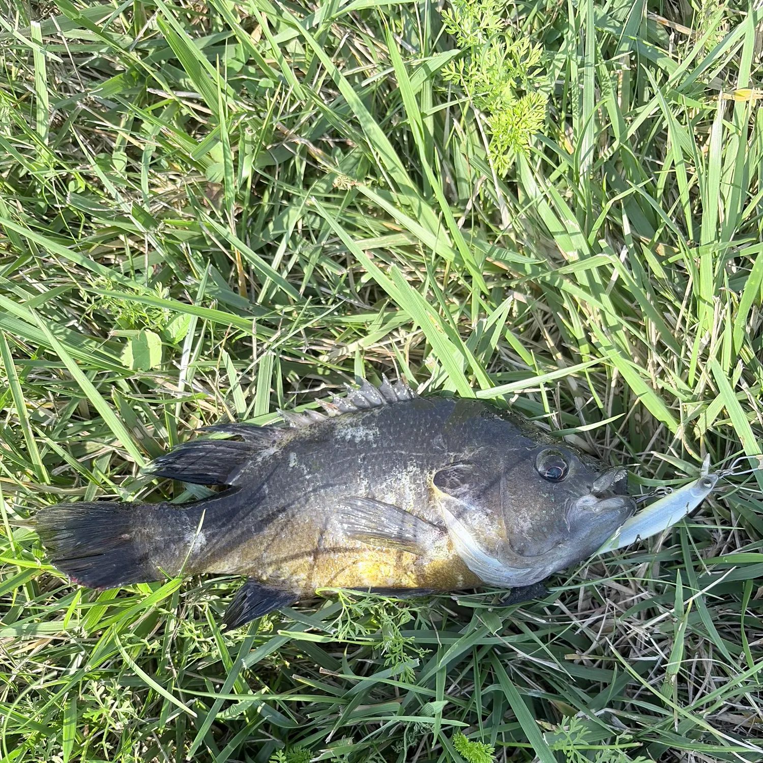 The most recent Warmouth x green sunfish catches on Fishbrain