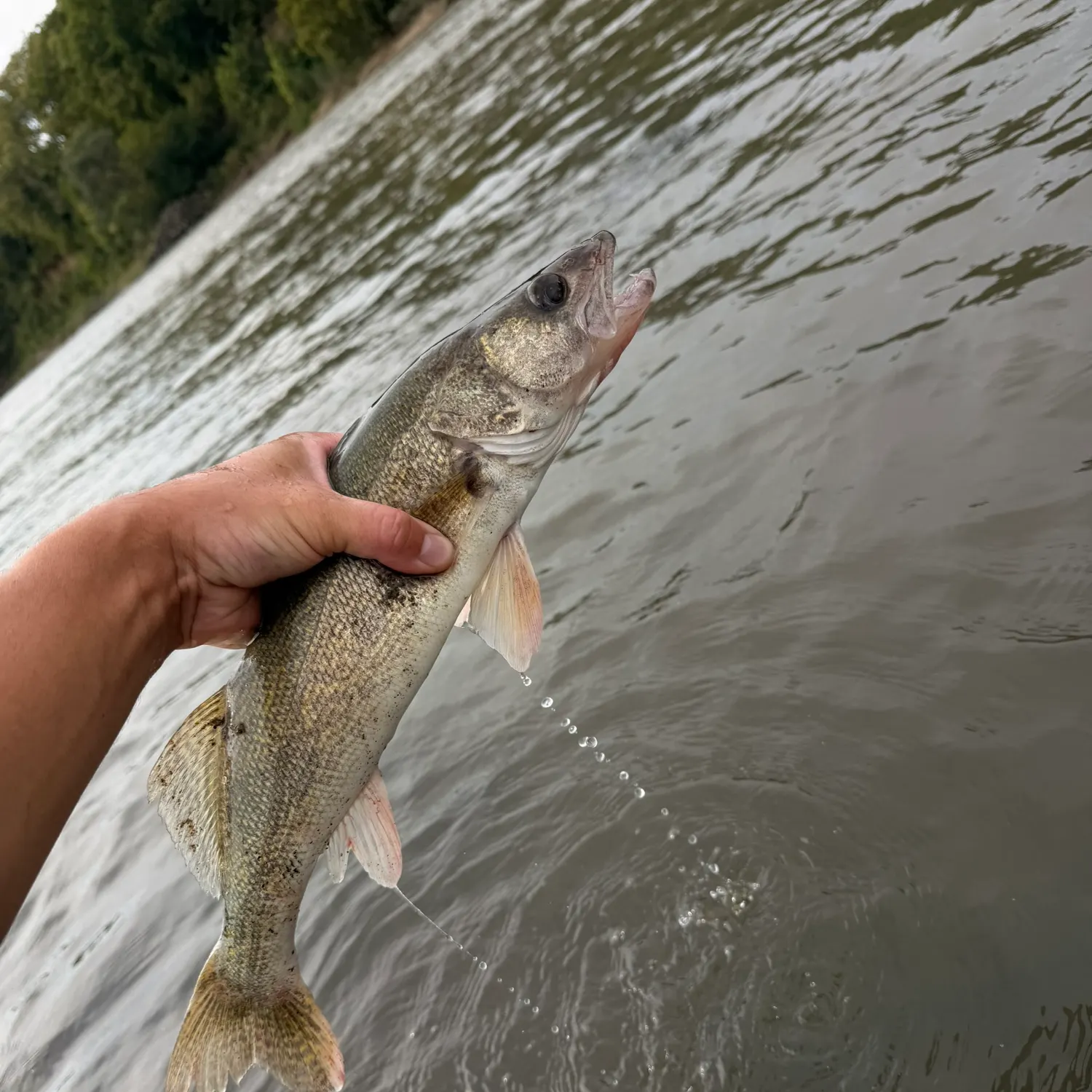 Walleye caught on Fishbrain