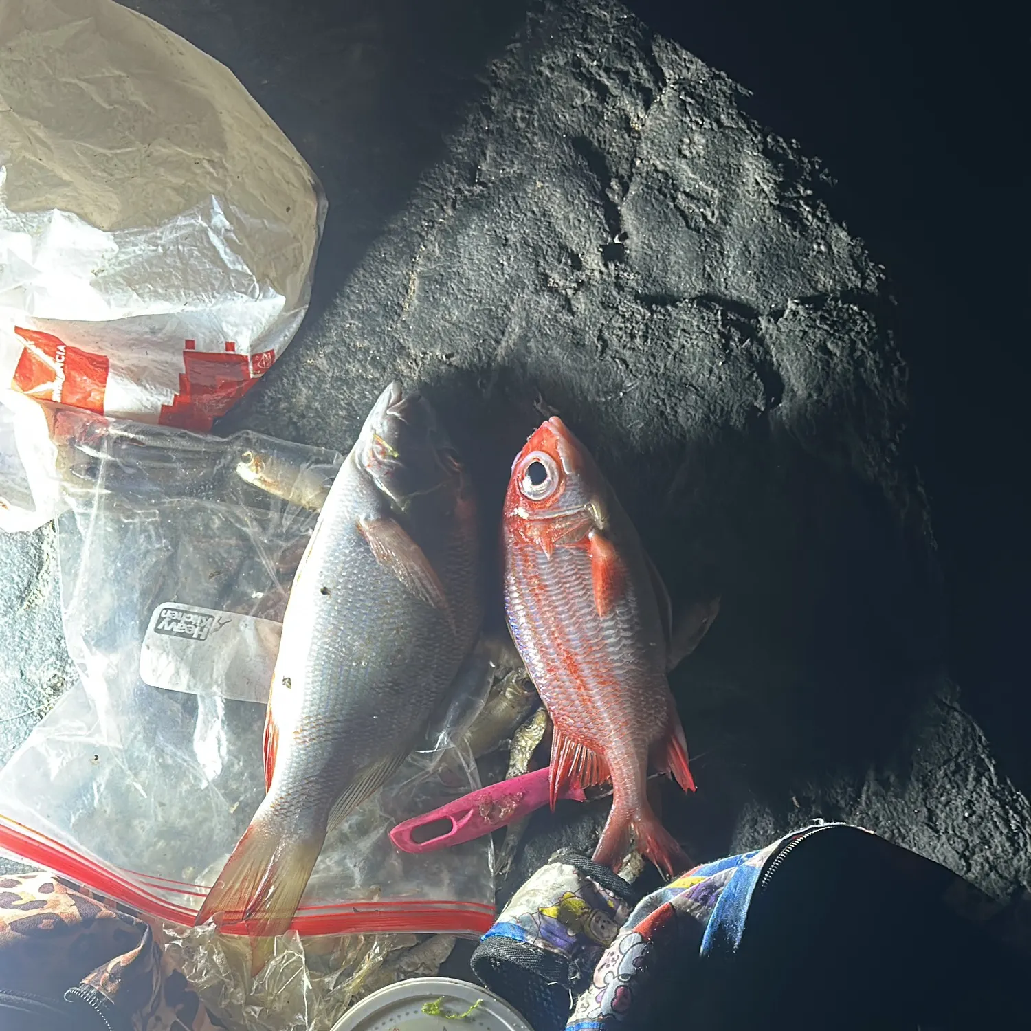 recently logged catches