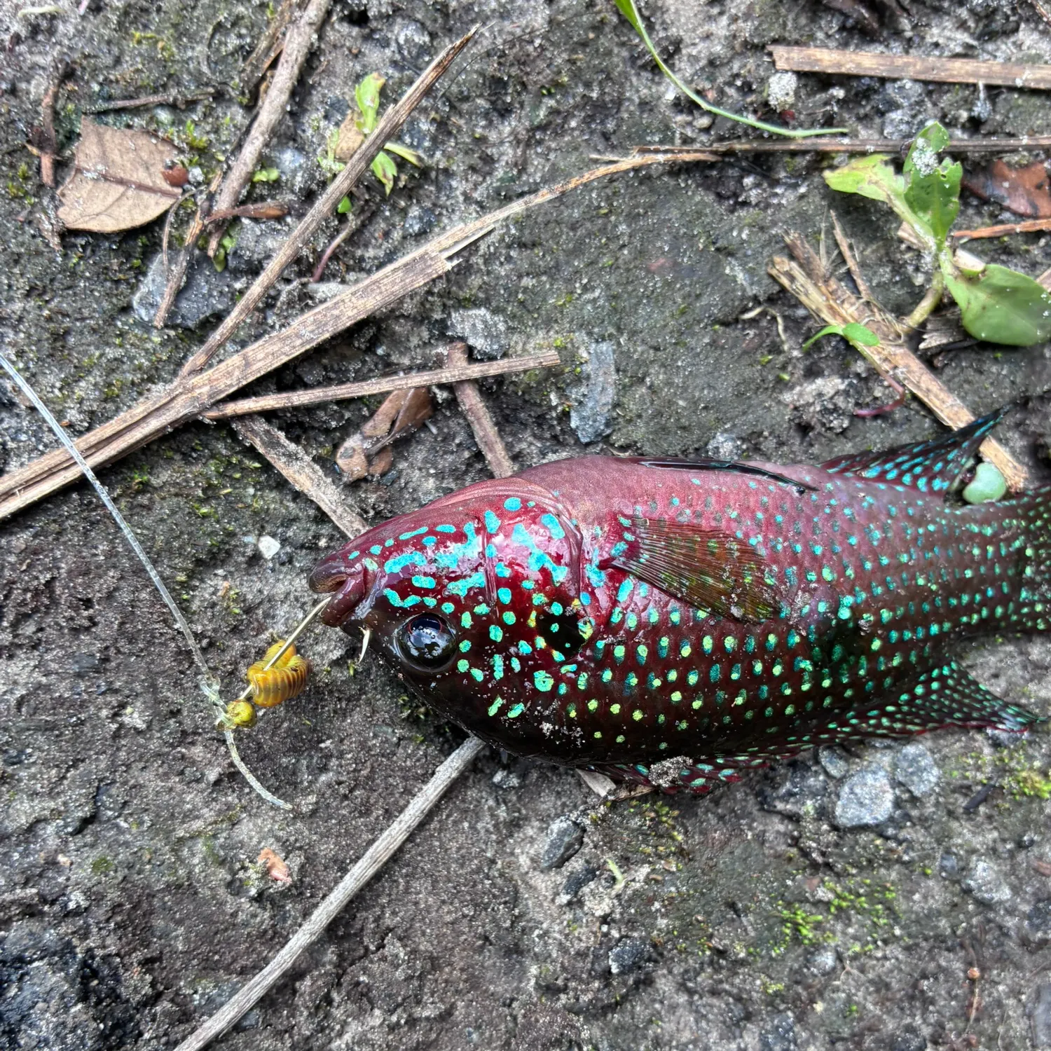 The most recent African Jewelfish catches on Fishbrain