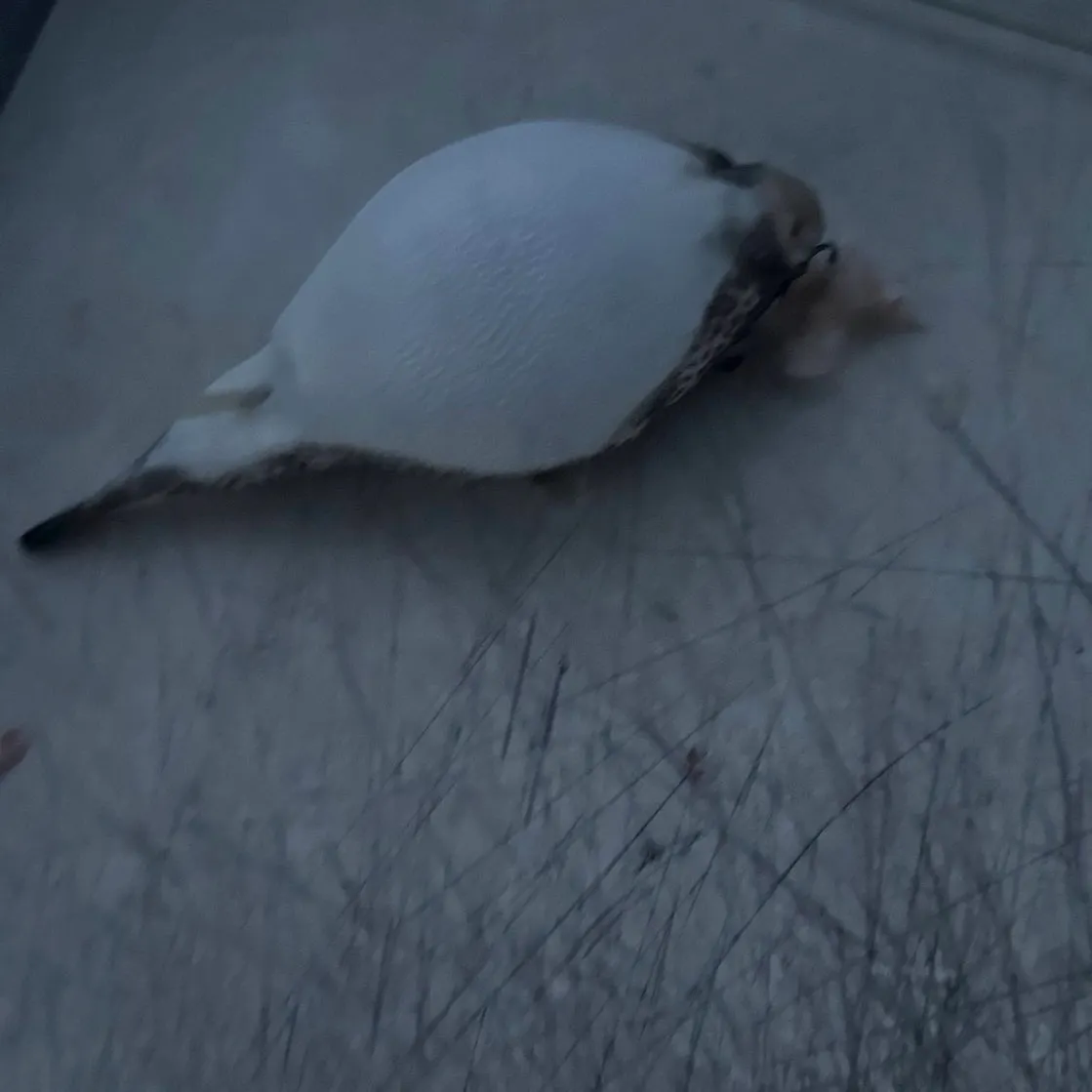 The most recent Spotted green pufferfish catches on Fishbrain