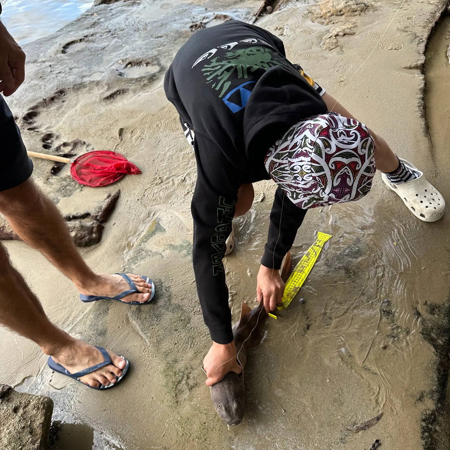 The most recent Brownbanded bamboo shark catches on Fishbrain