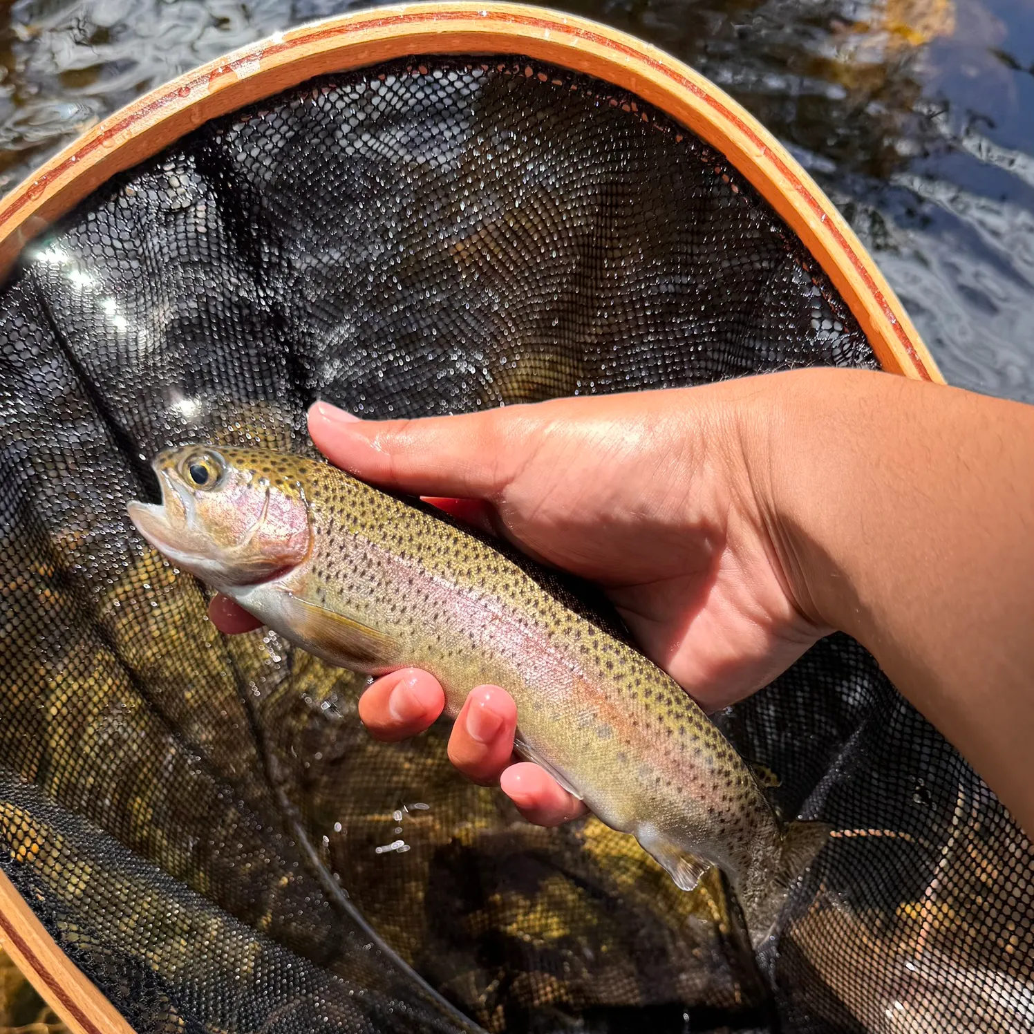 The most recent Kern River Rainbow Trout catches on Fishbrain