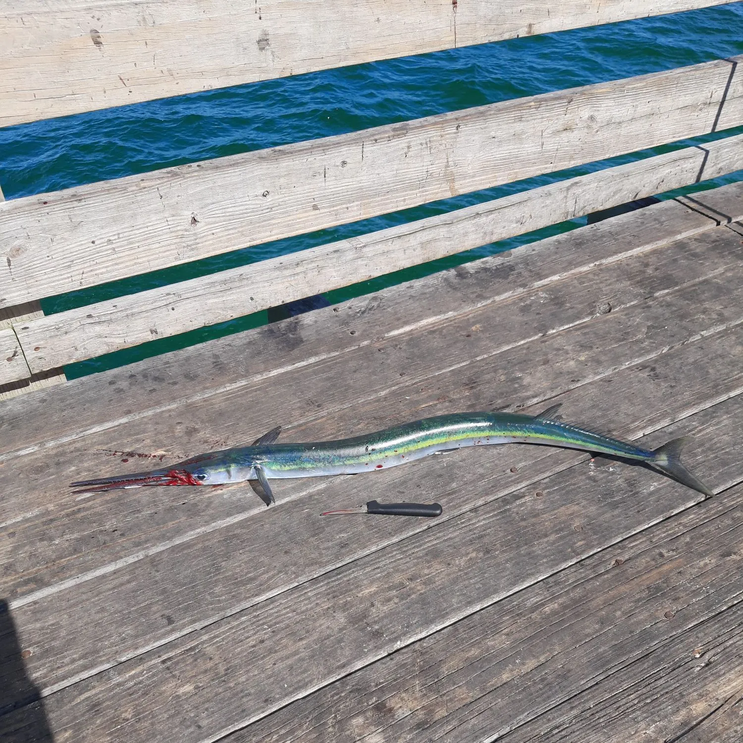 The most recent Hound needlefish catches on Fishbrain