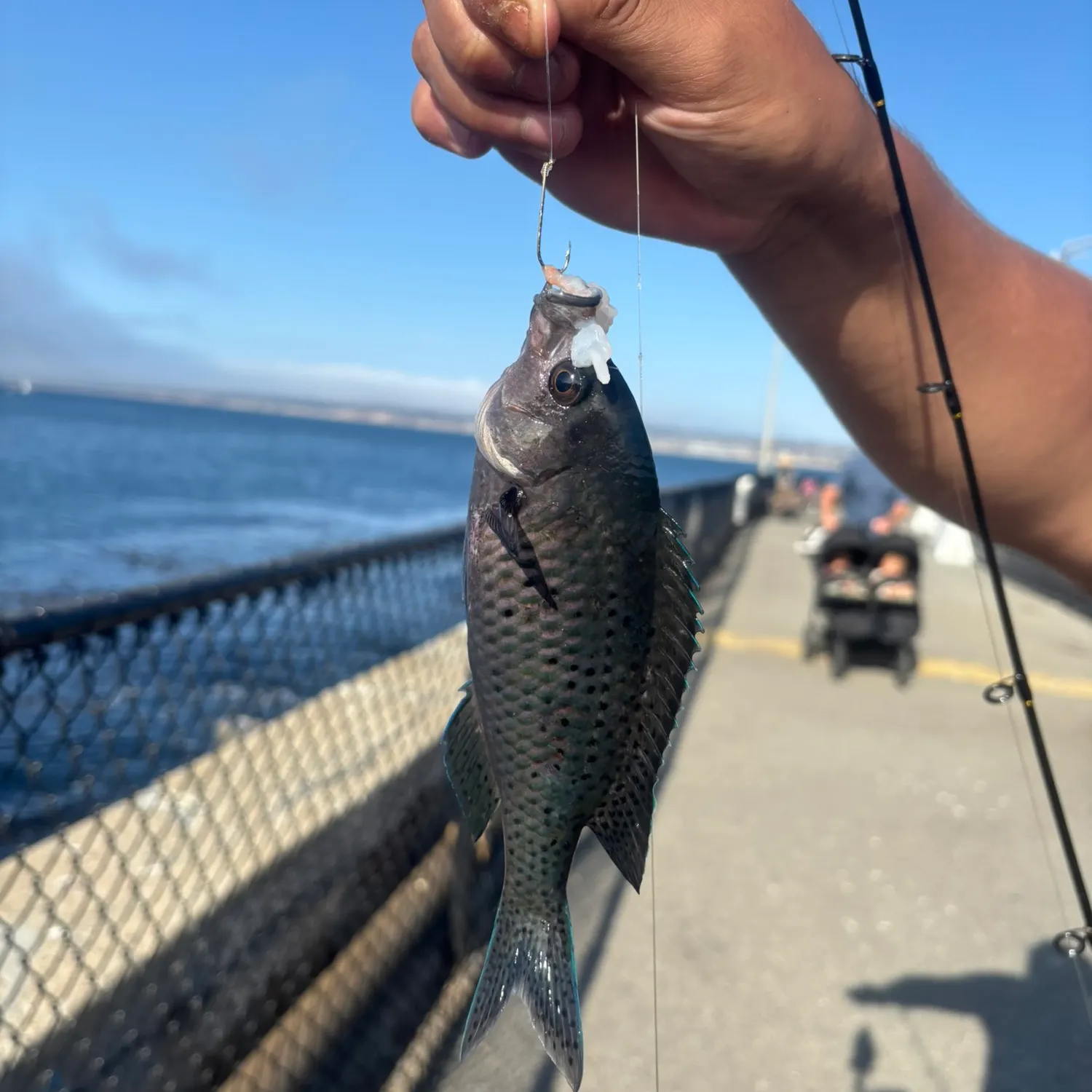 The most recent Blacksmith catches on Fishbrain