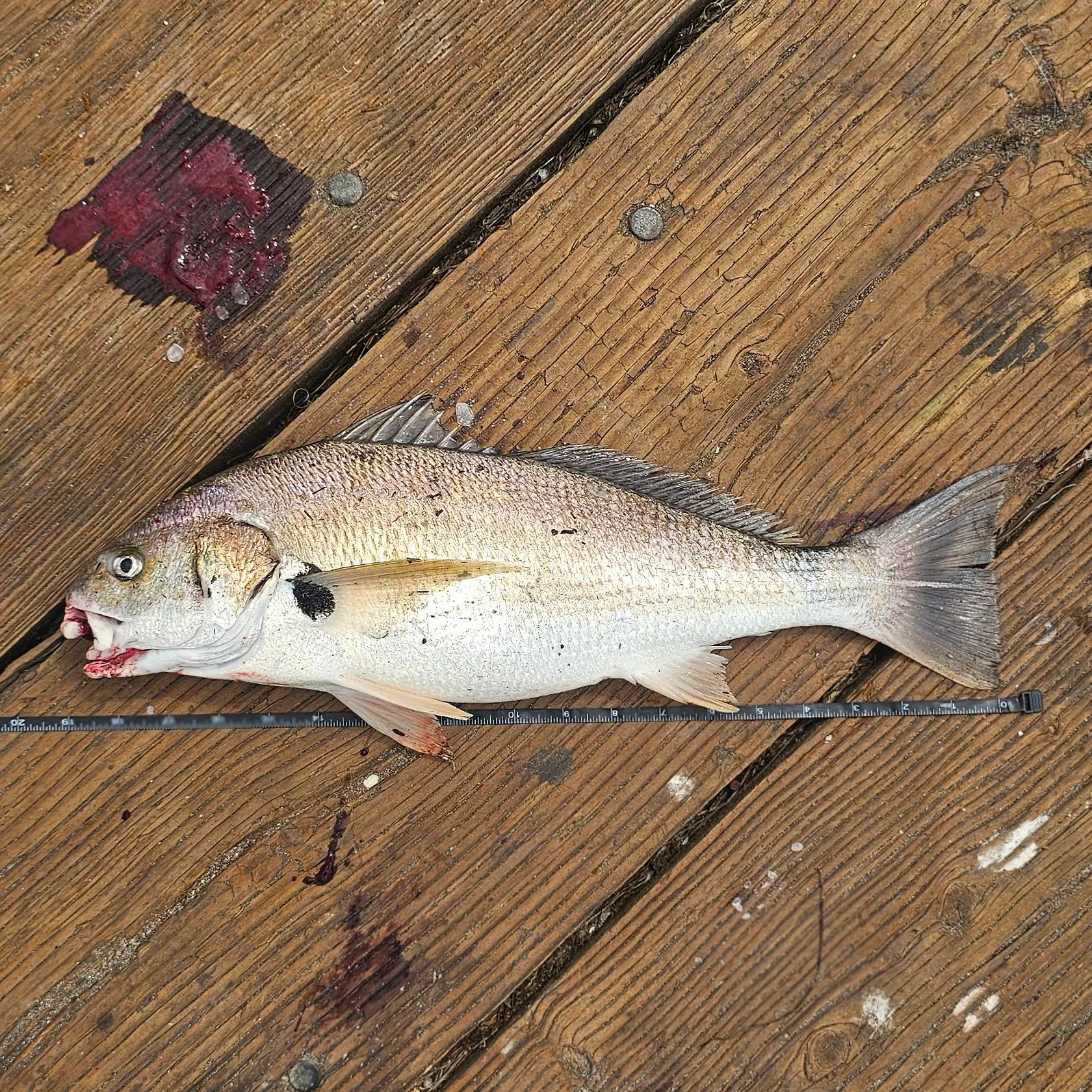Spotfin croaker caught on Fishbrain