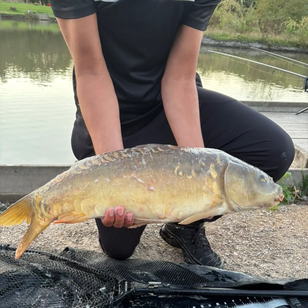Mirror carp caught on Fishbrain