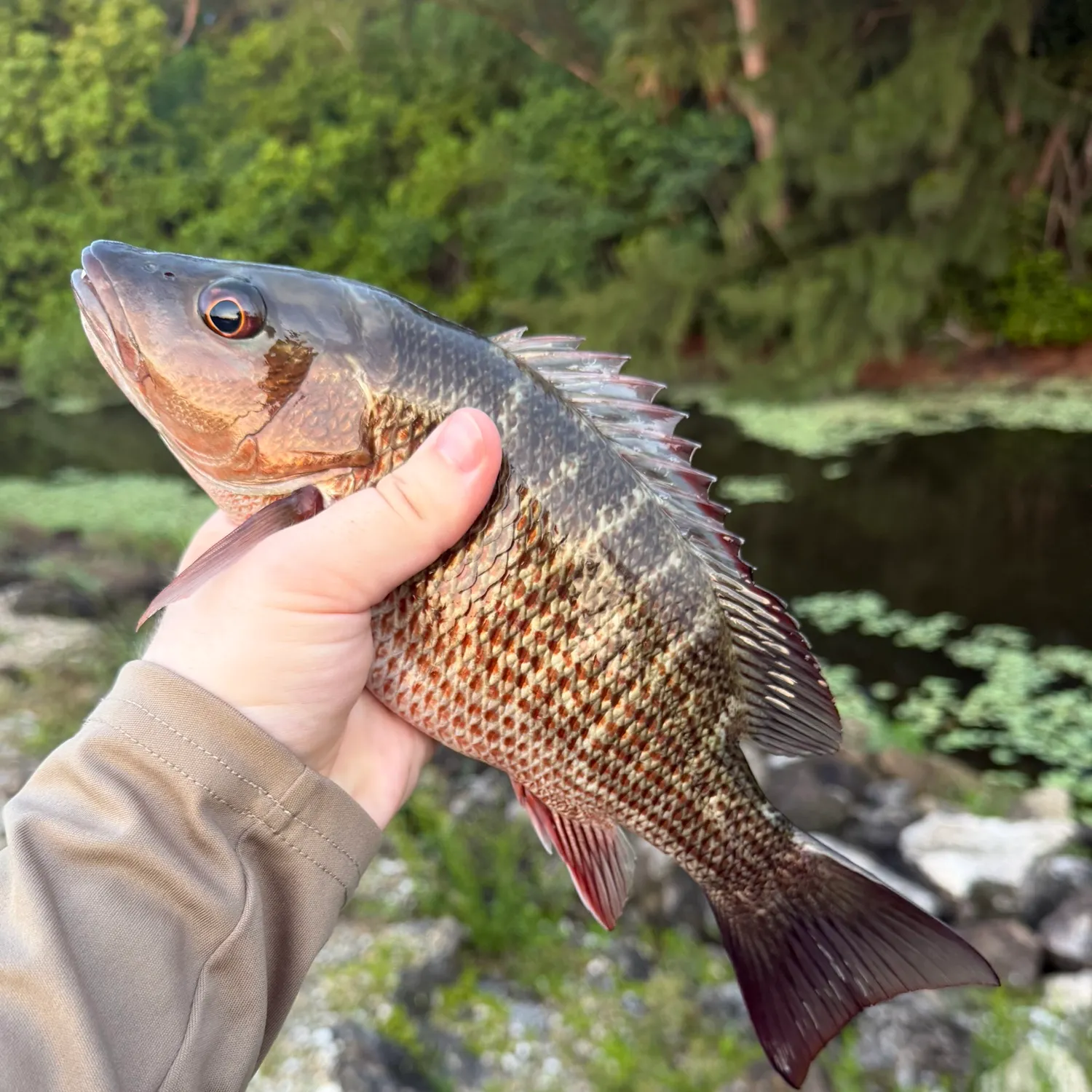 recently logged catches