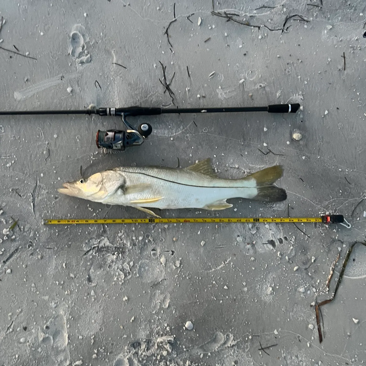 Common snook caught on Fishbrain
