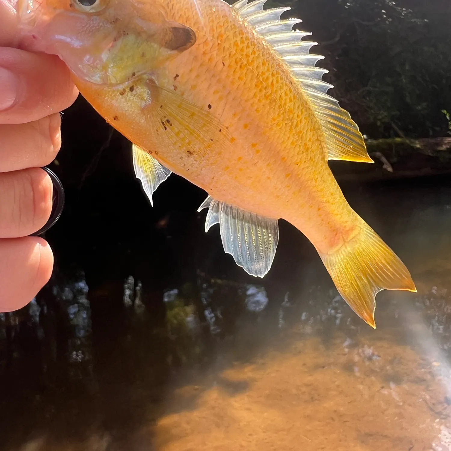 Redbreast sunfish caught on Fishbrain