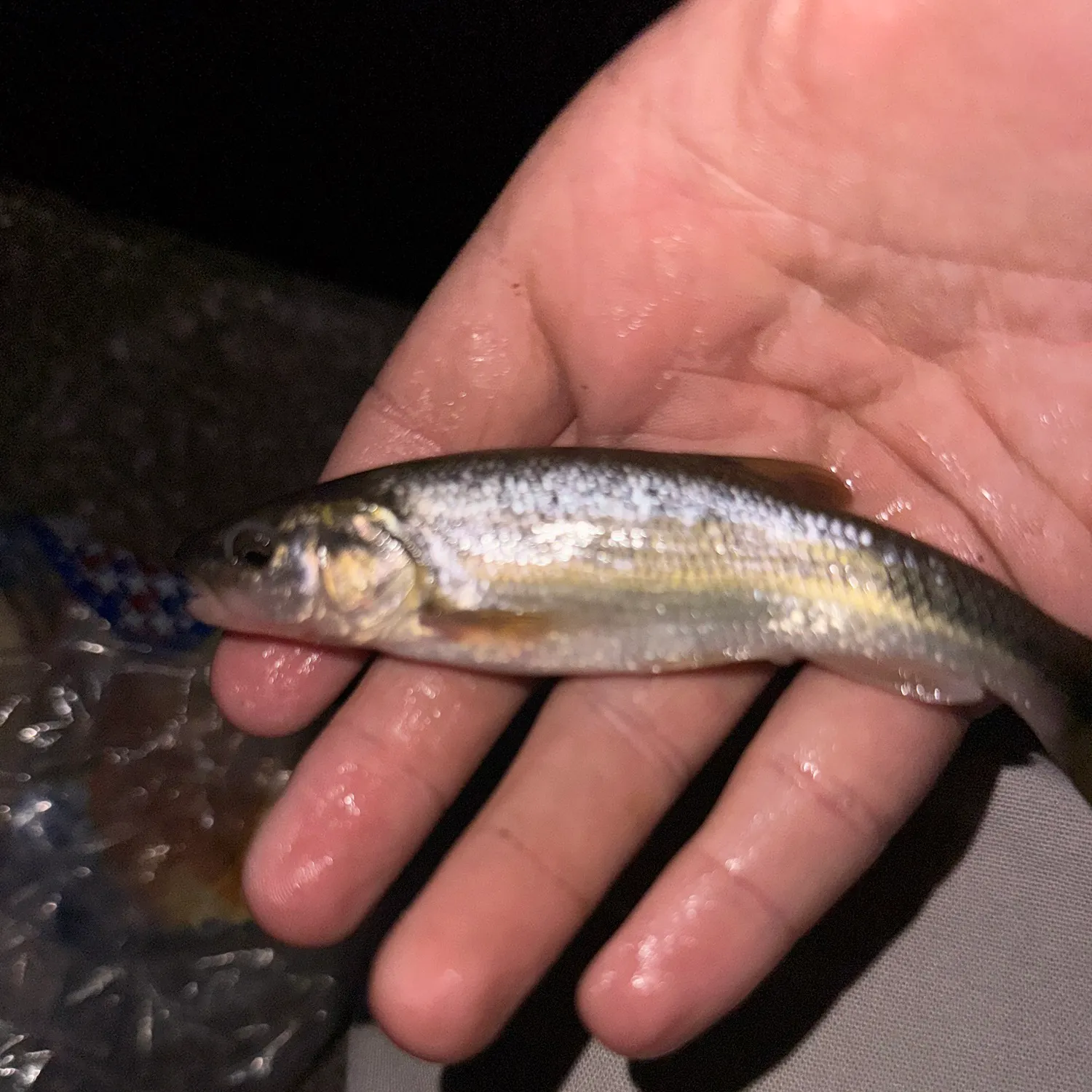 Creek chub caught on Fishbrain