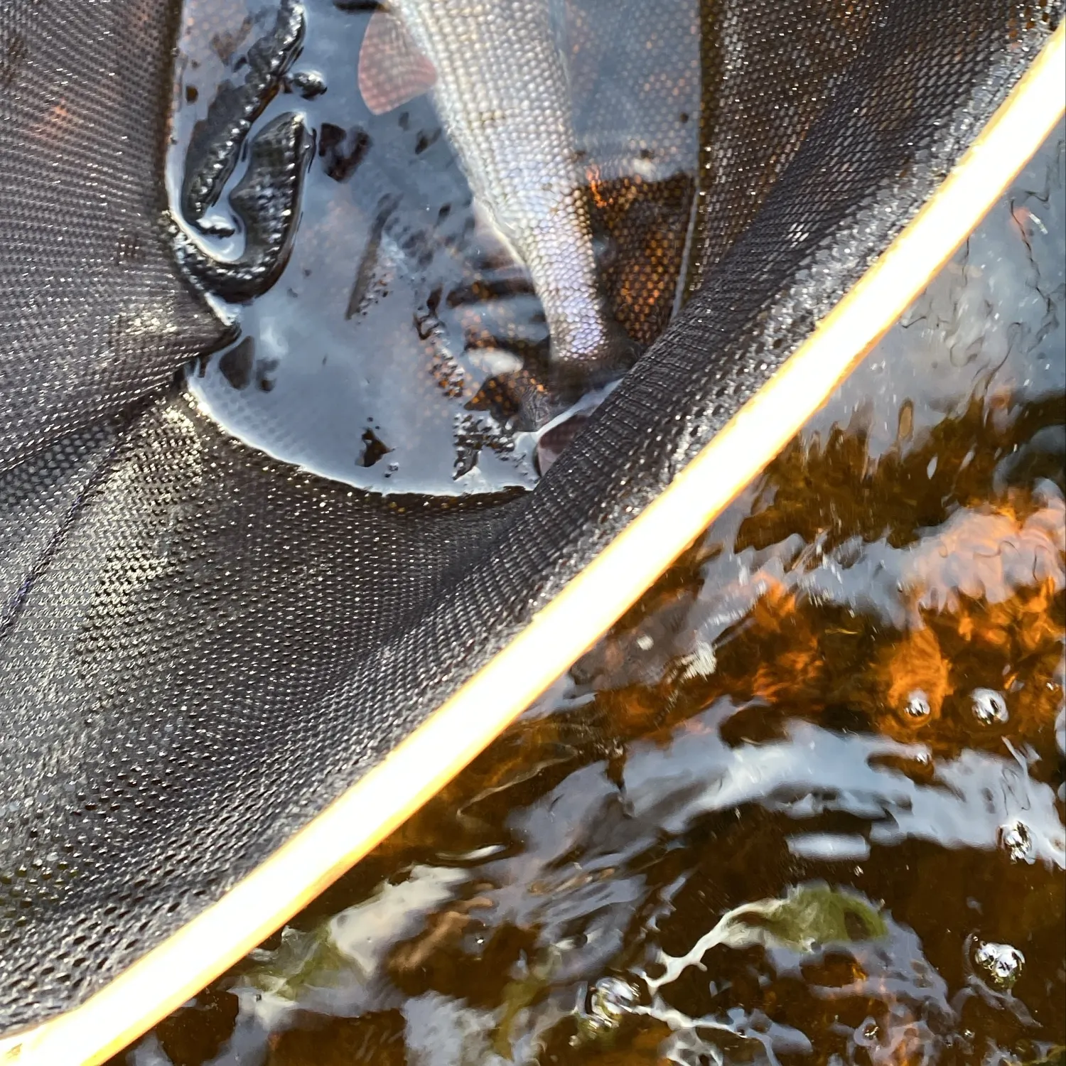 The most recent European grayling catches on Fishbrain
