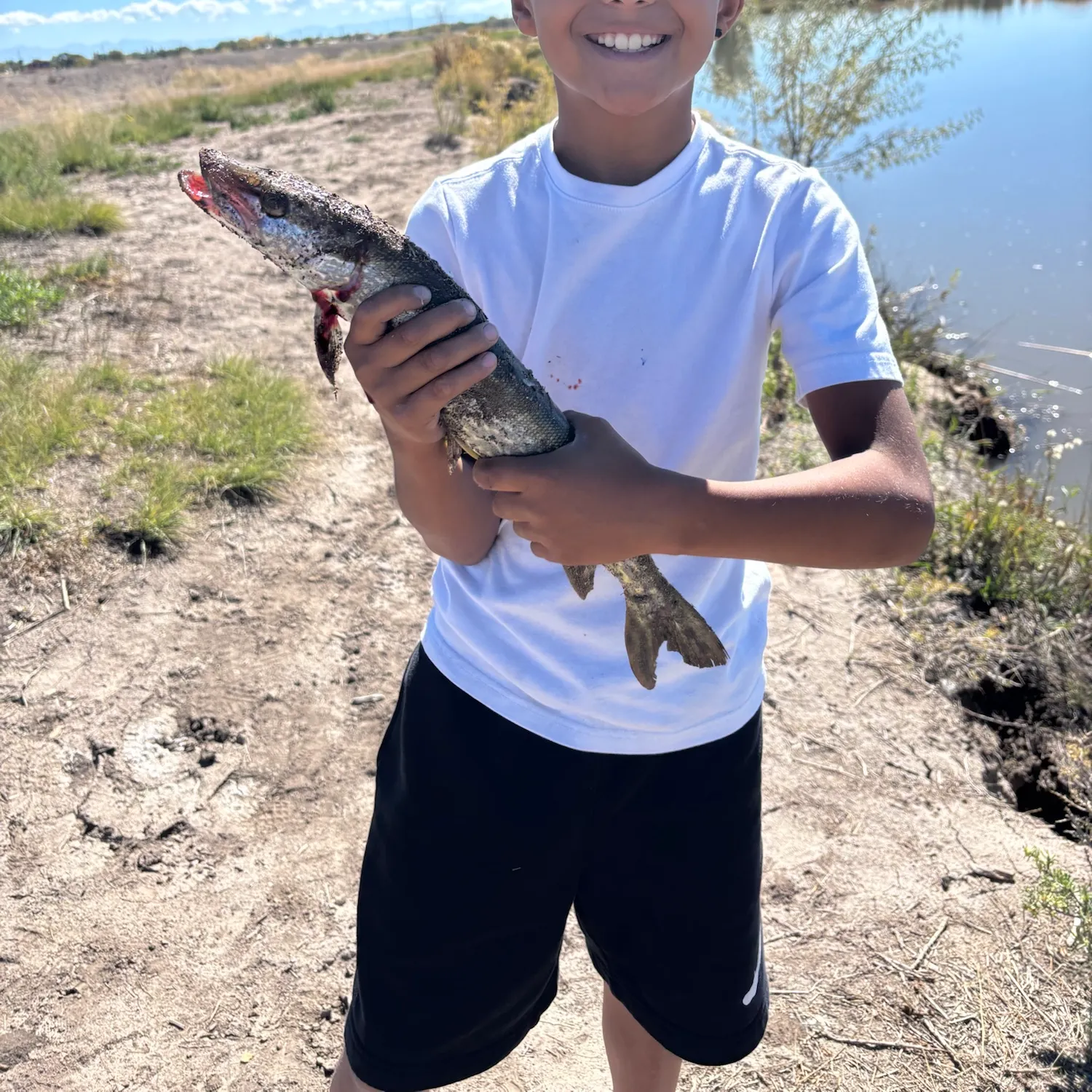 Northern pike caught on Fishbrain