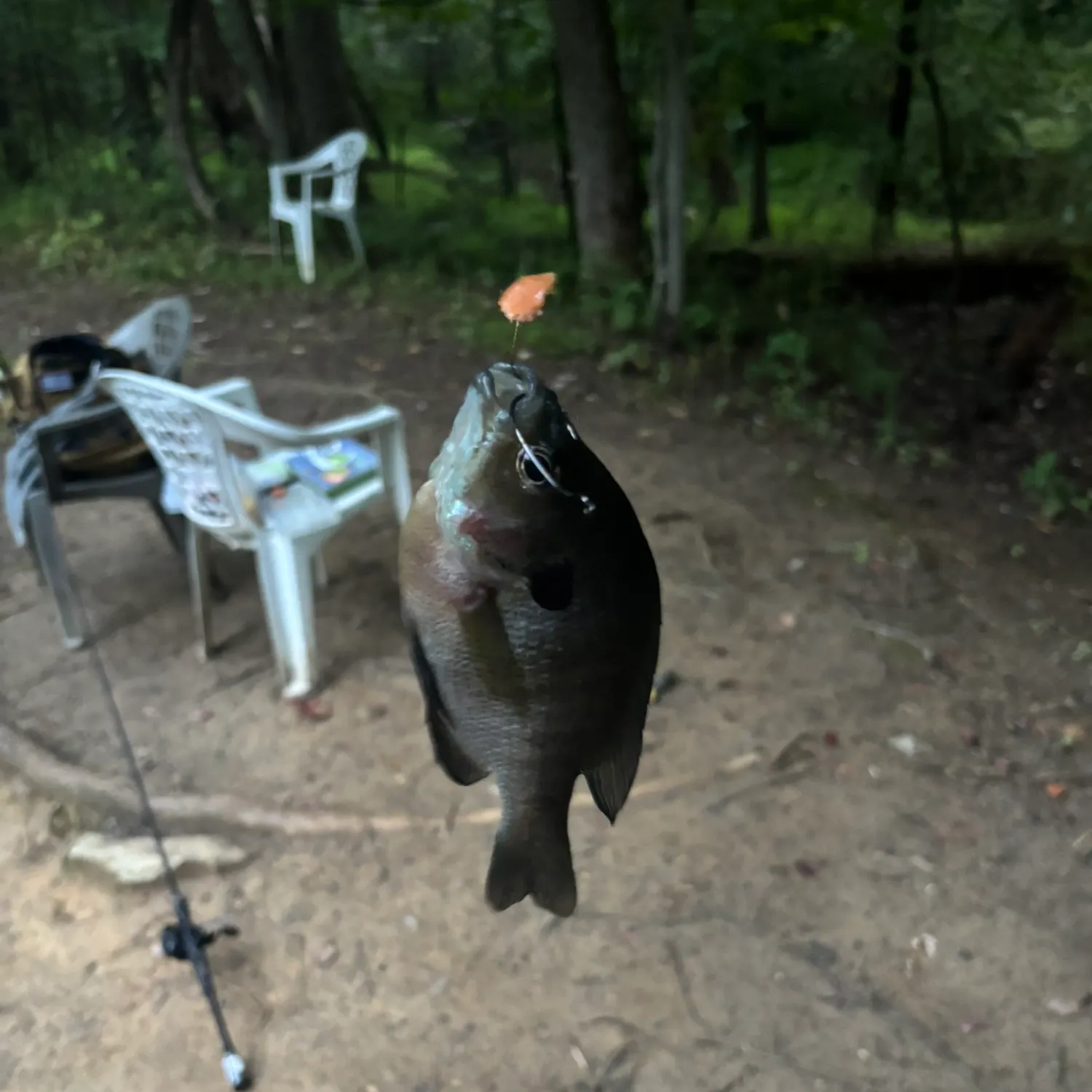 Bluegill caught on Fishbrain