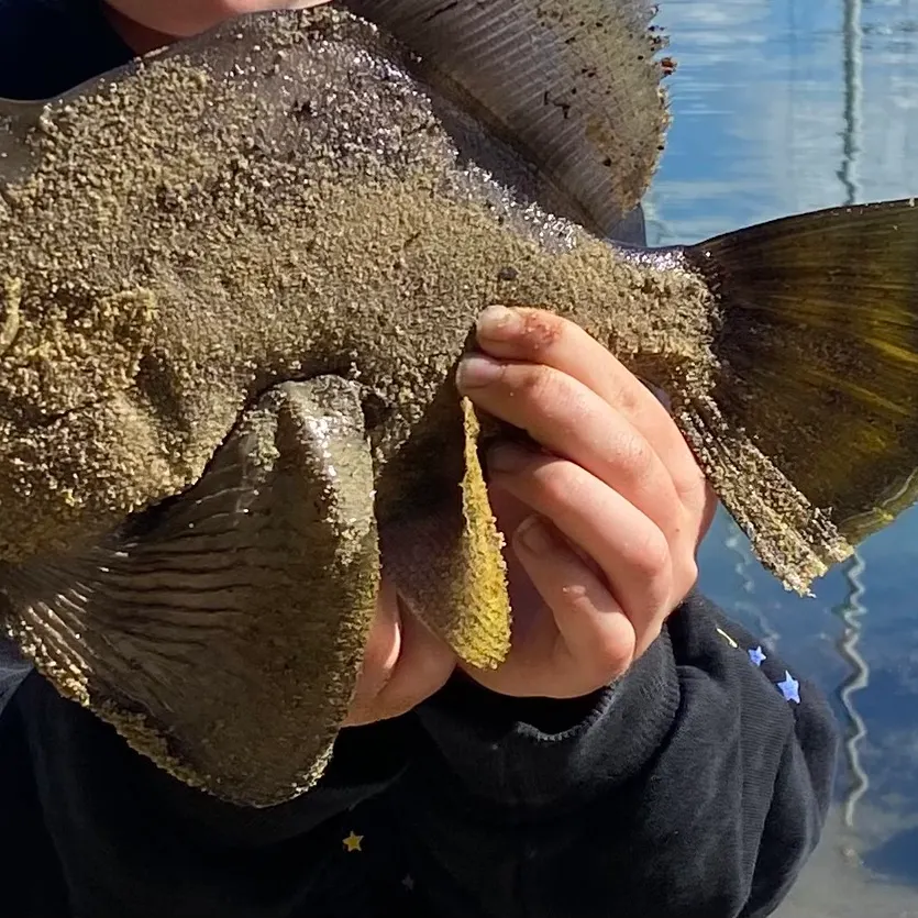 The most recent Large-scaled leatherjacket catches on Fishbrain