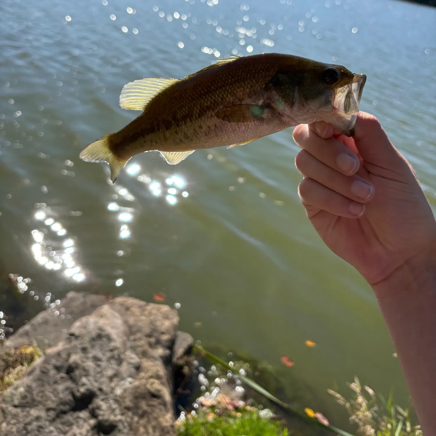 Largemouth bass caught on Fishbrain