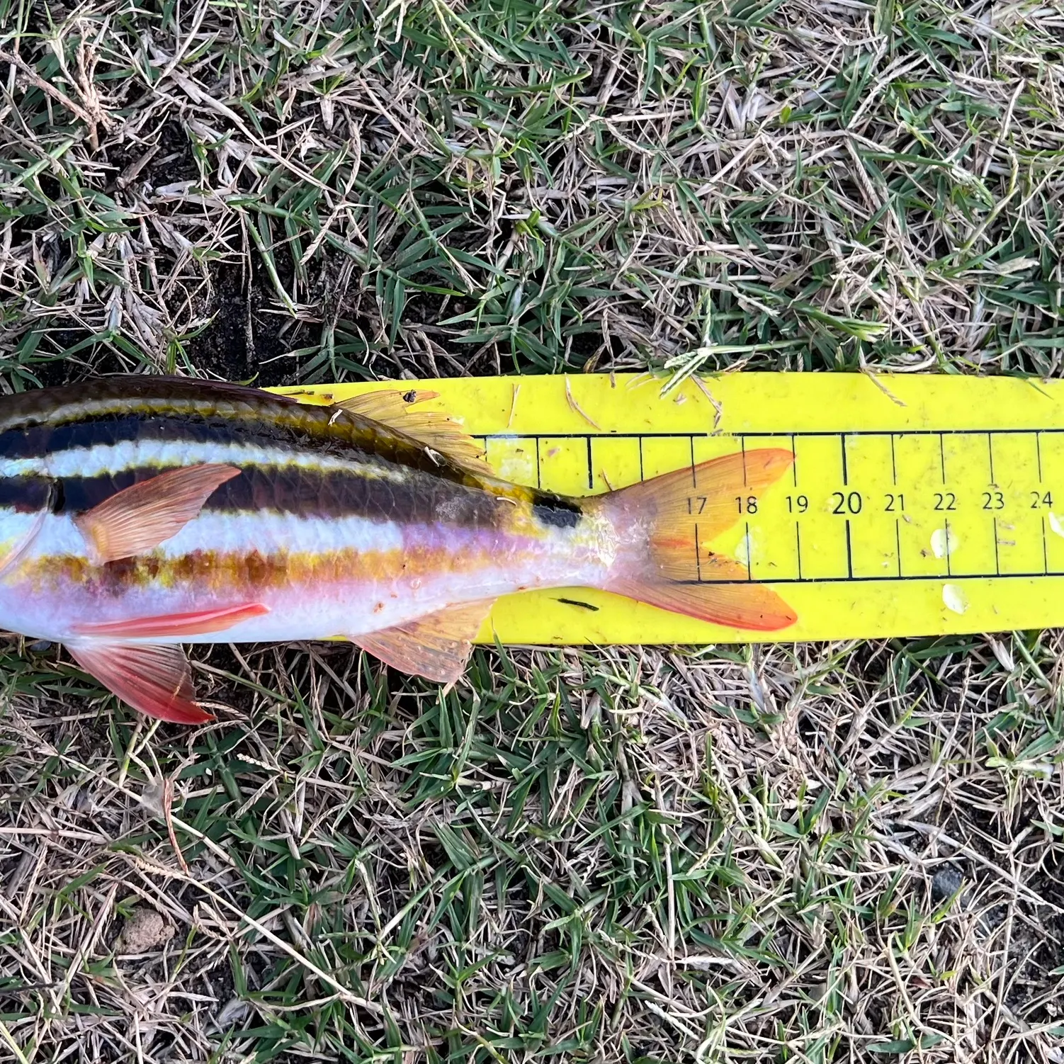 The most recent Blackspot goatfish catches on Fishbrain