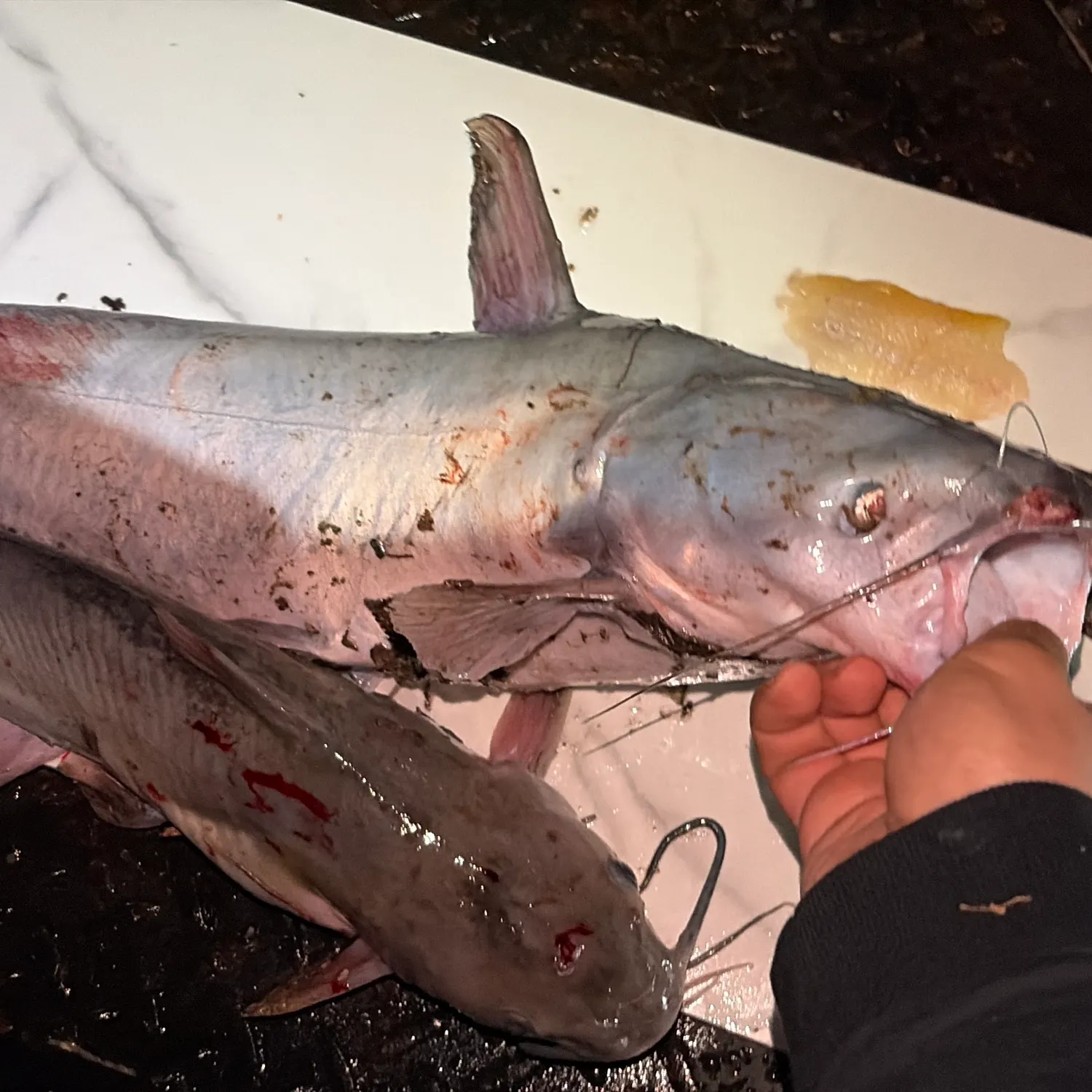 The most recent Blue catfish catches on Fishbrain