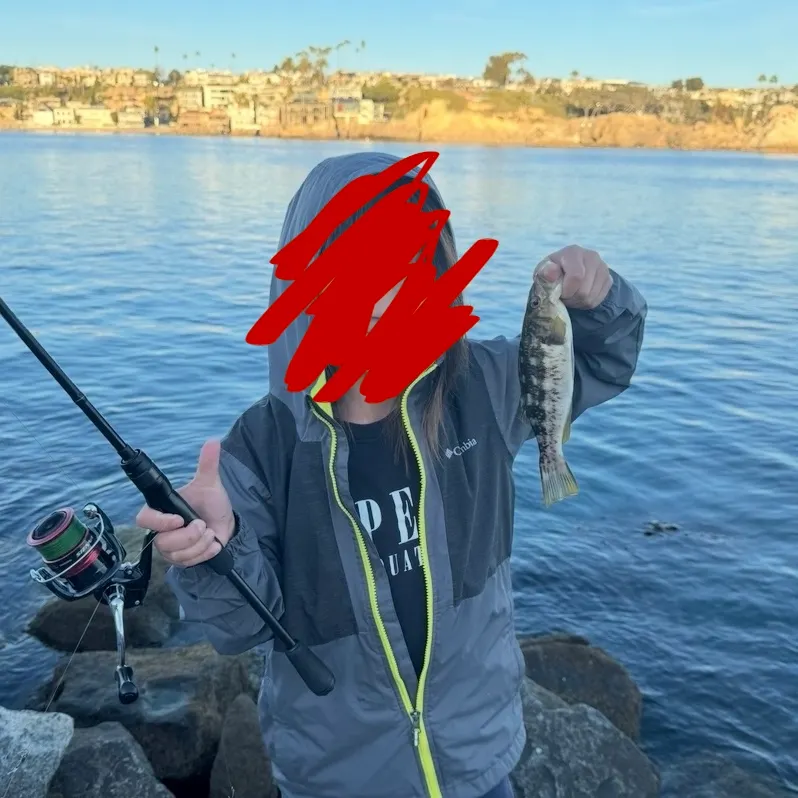 The most recent Kelp bass catches on Fishbrain