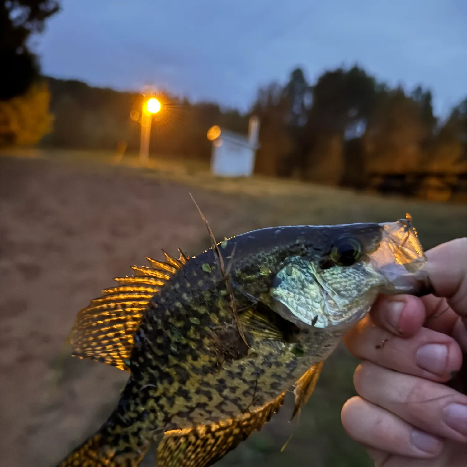 Black crappie caught on Fishbrain