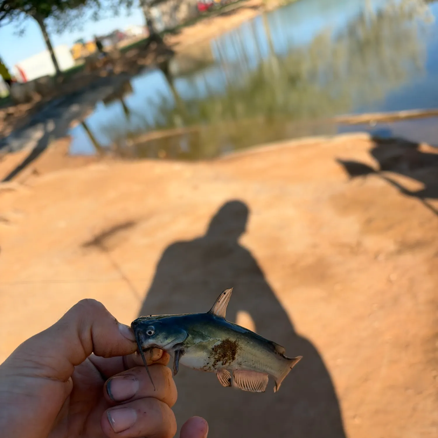 Black bullhead caught on Fishbrain