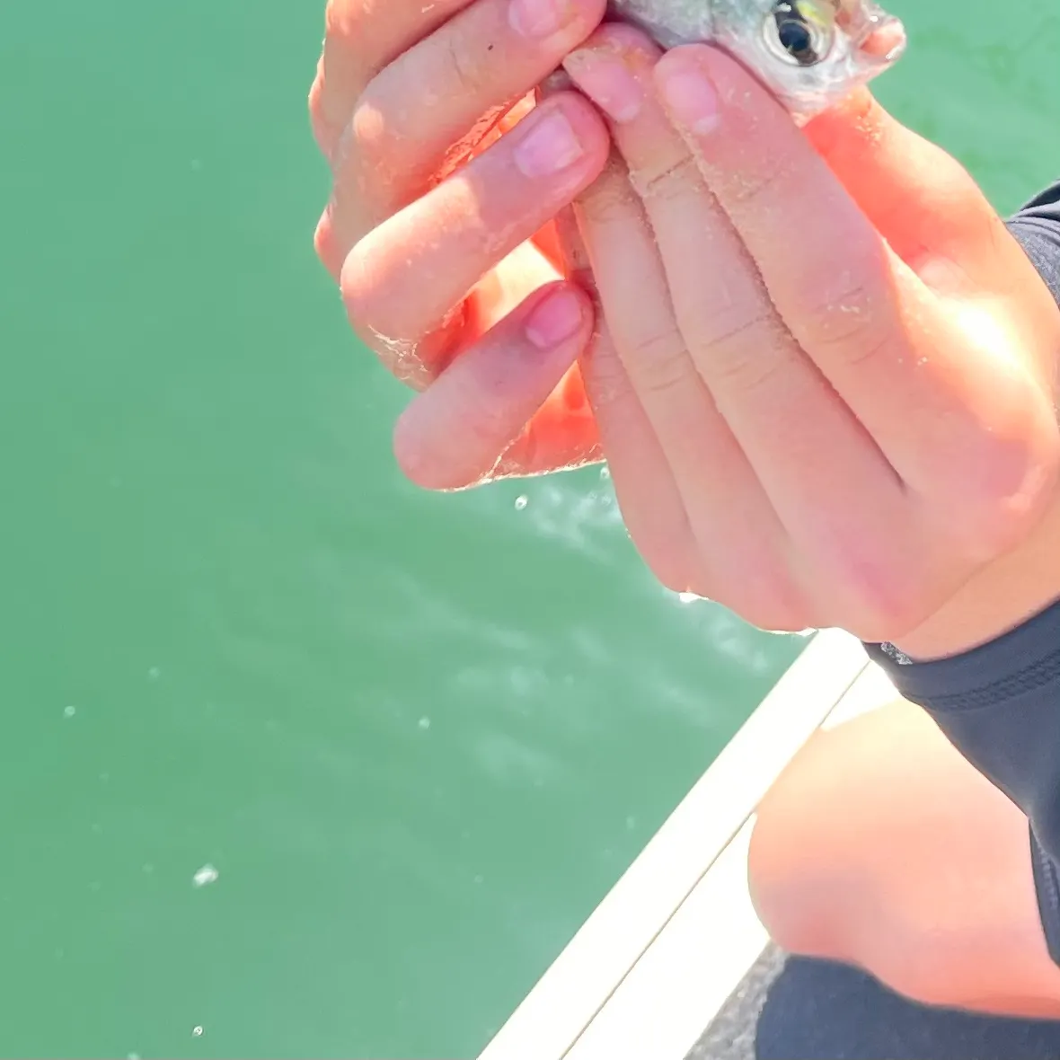 The most recent Silver moony catches on Fishbrain