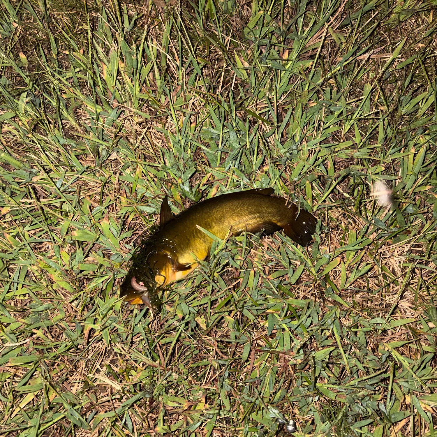 Fish caught on Fishbrain