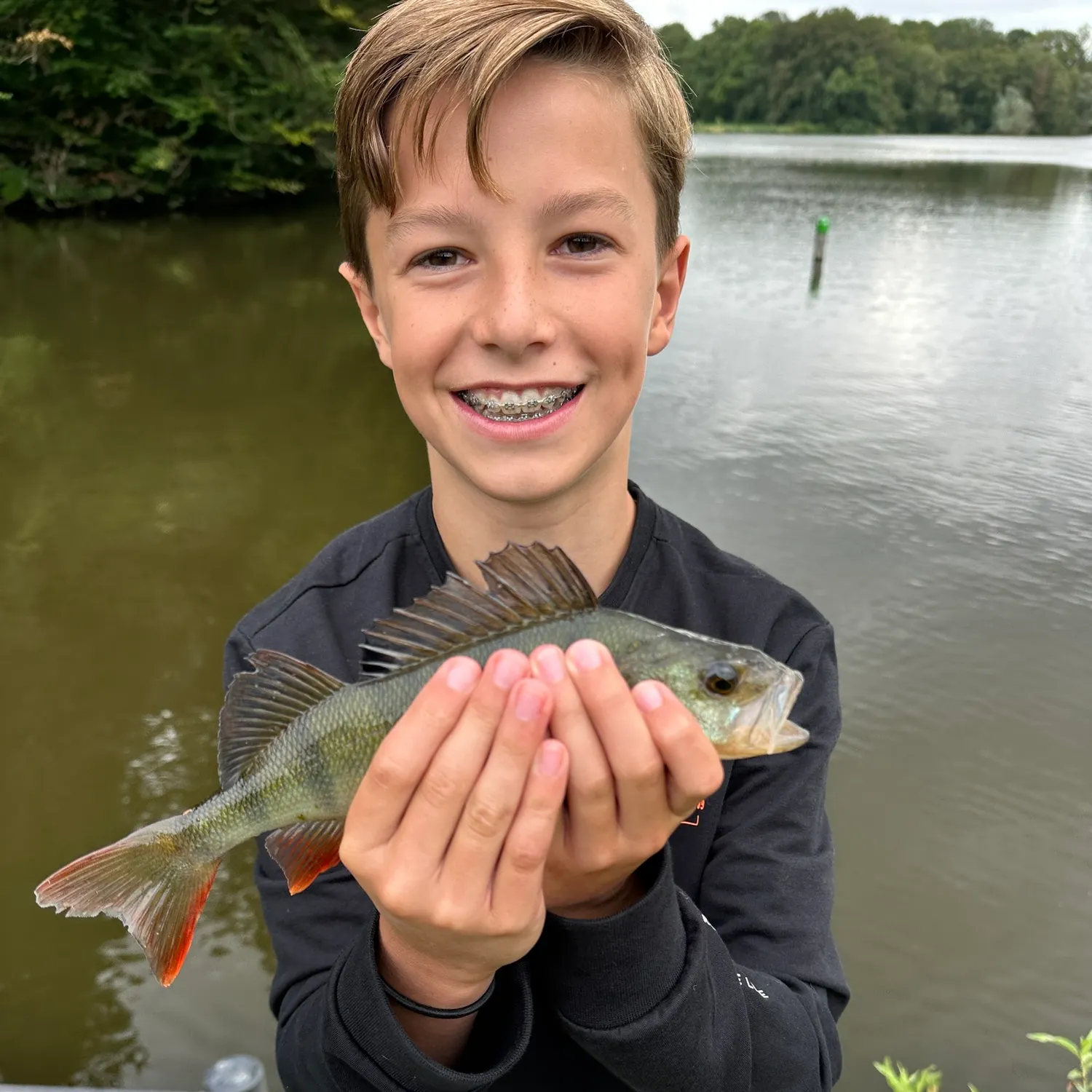 European perch caught on Fishbrain