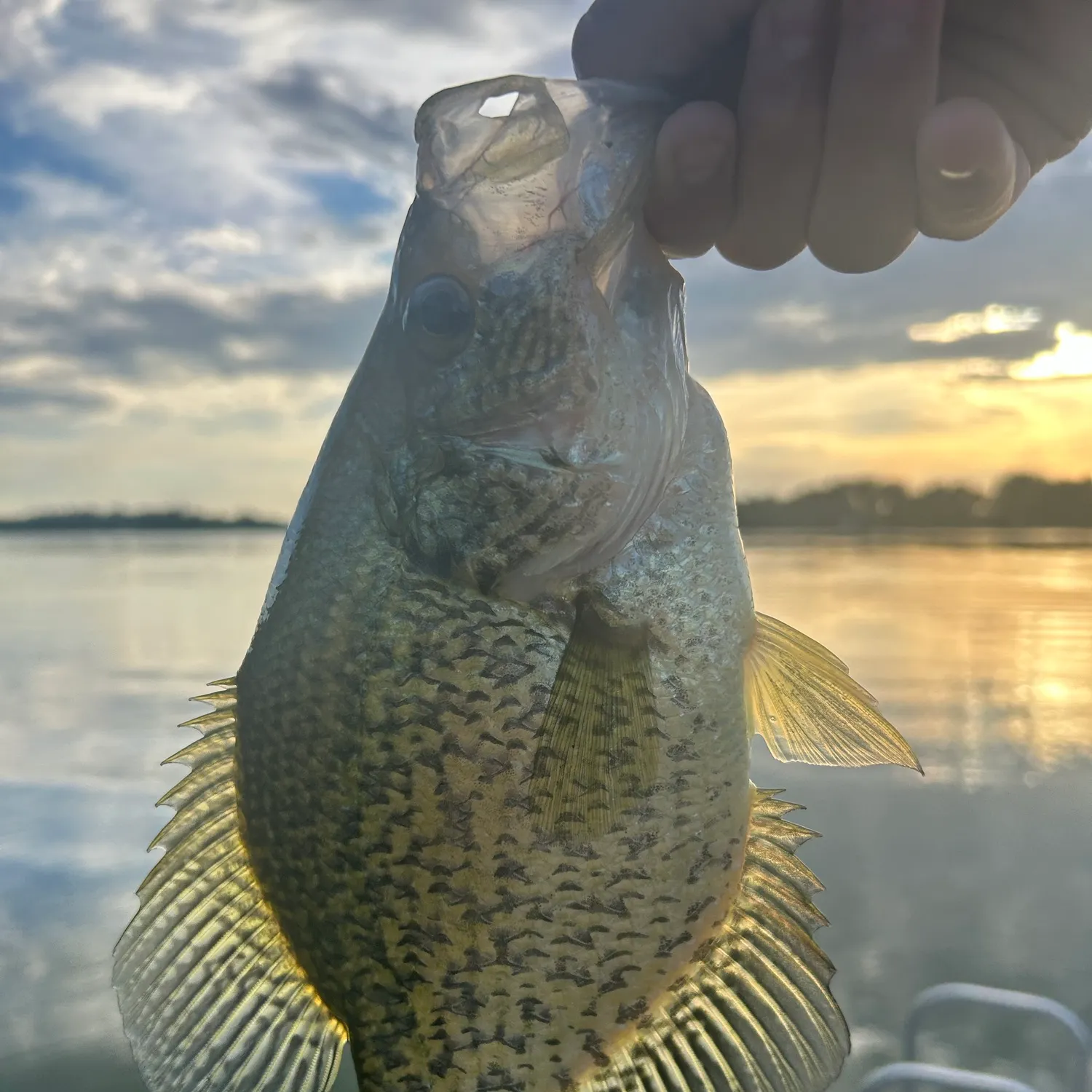 Black crappie caught on Fishbrain