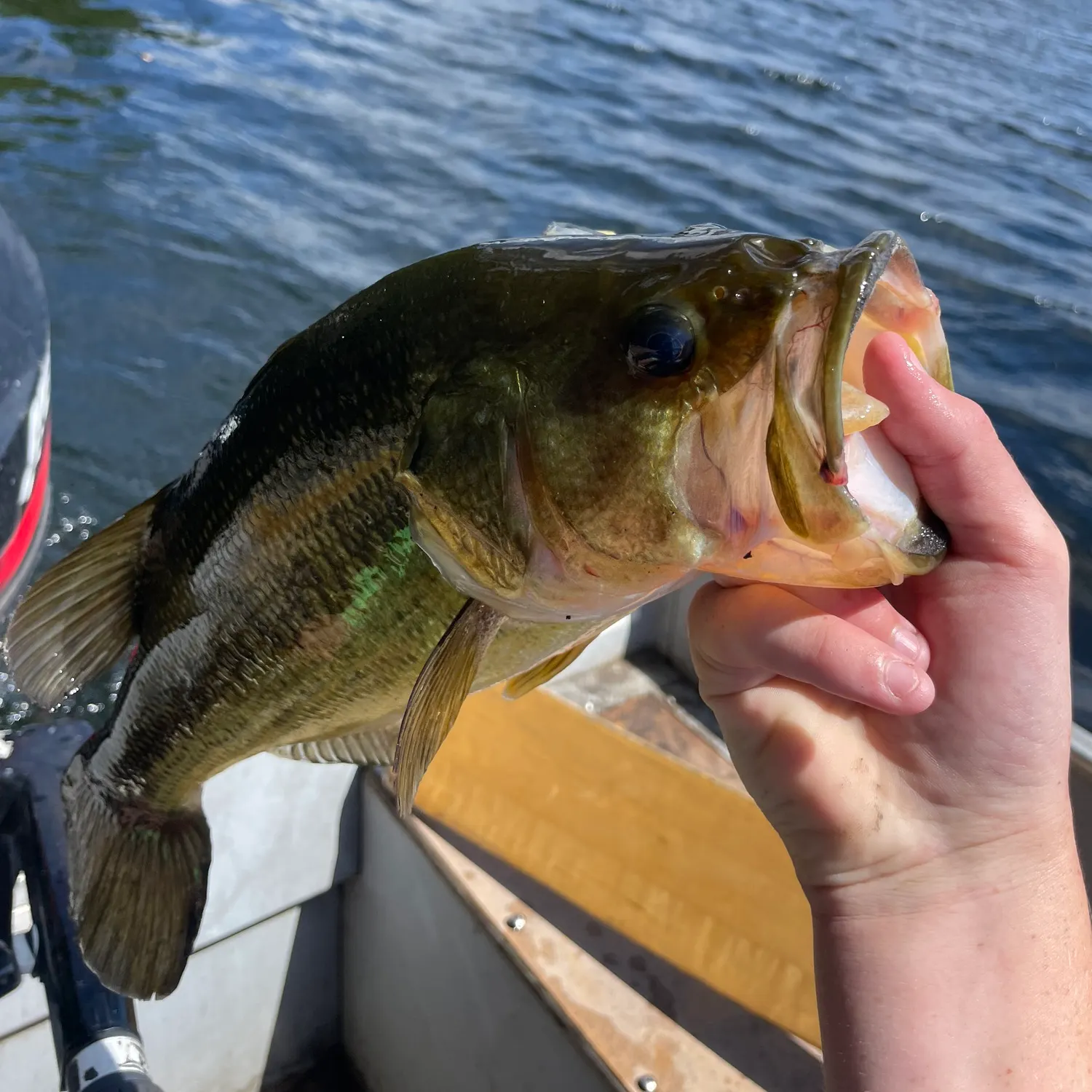 Fish caught on Fishbrain