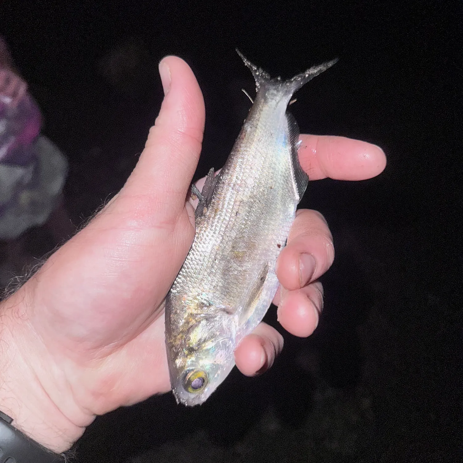 The most recent American gizzard shad catches on Fishbrain