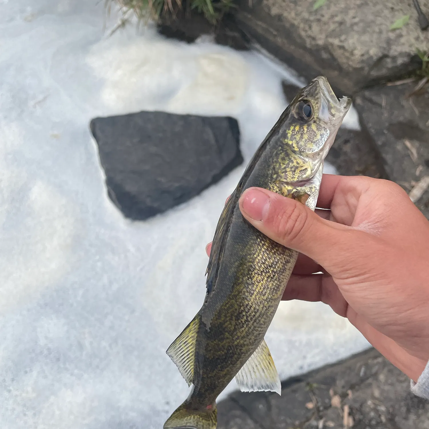 Walleye caught on Fishbrain