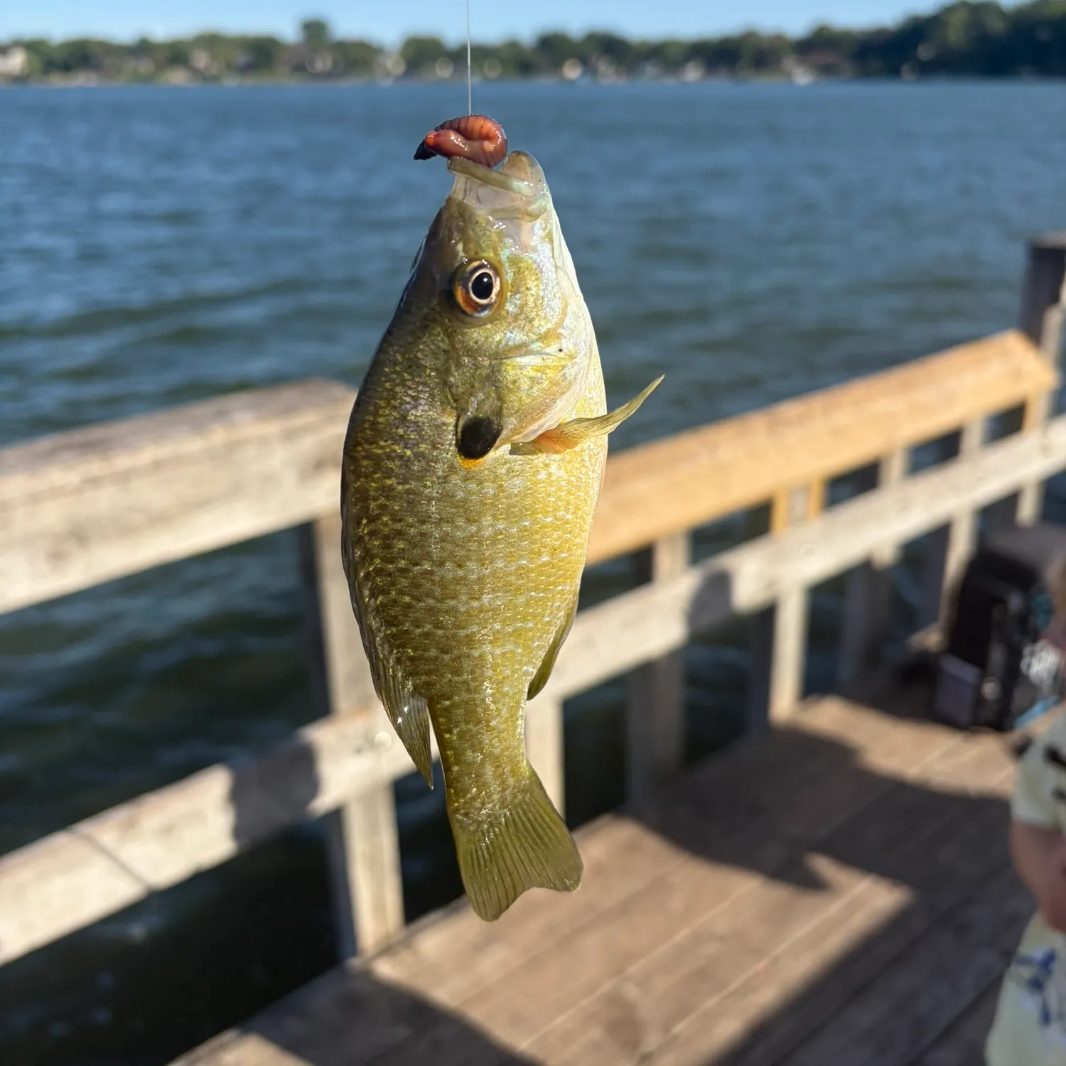 Green sunfish caught on Fishbrain